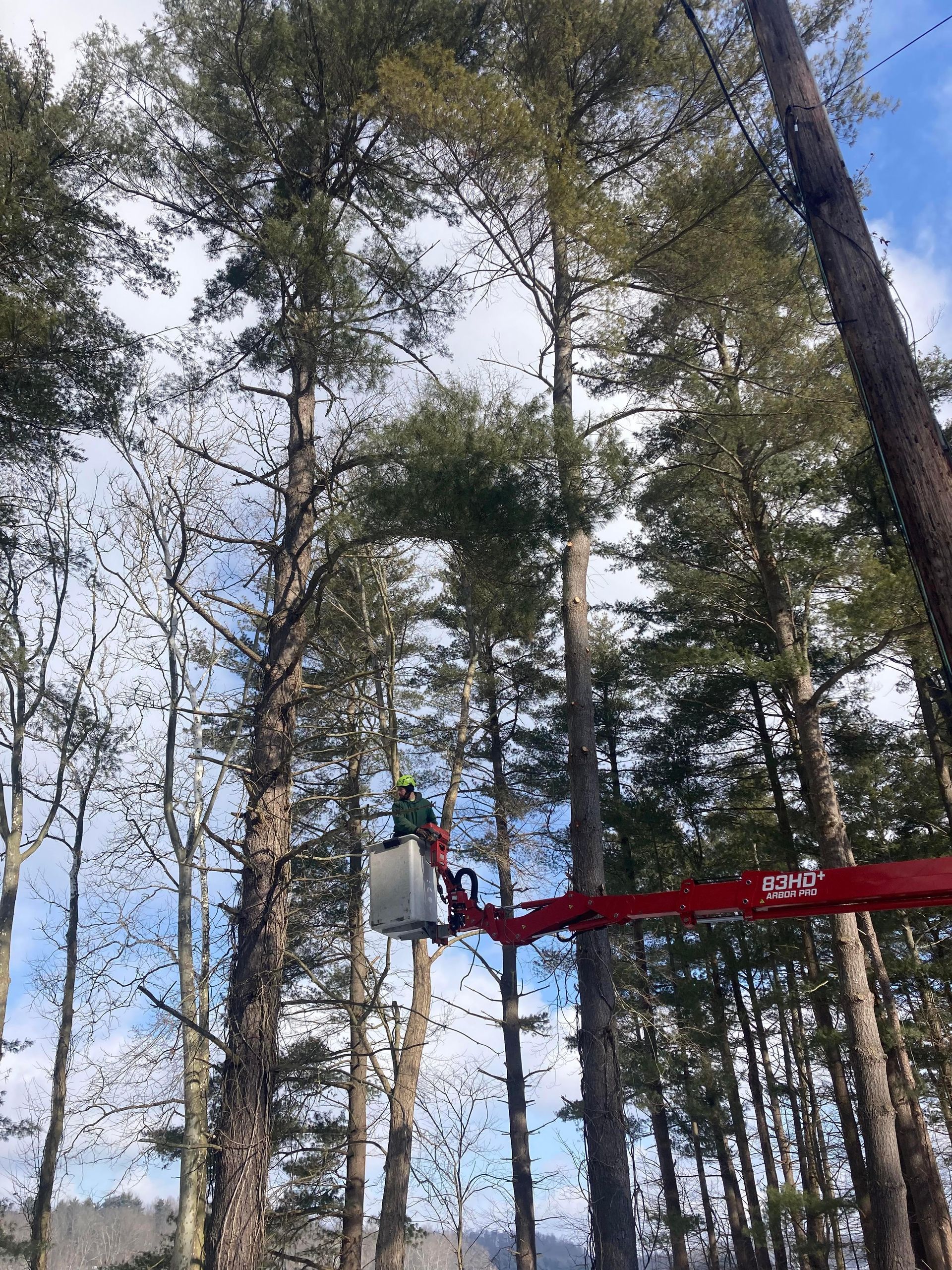 Man in cherry picker trims tall trees against a cloudy sky.