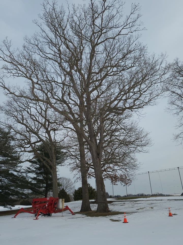 Bare trees on snowy ground with a red lift truck and orange cones; overcast sky.