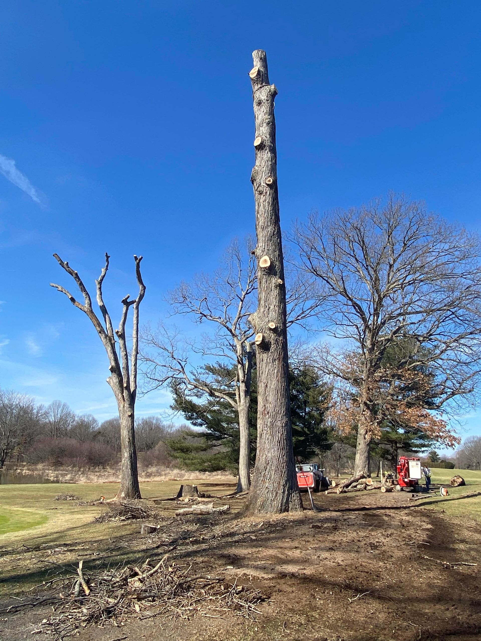 Tall, bare tree trunk, recently pruned, stands in grassy field with a clear blue sky.