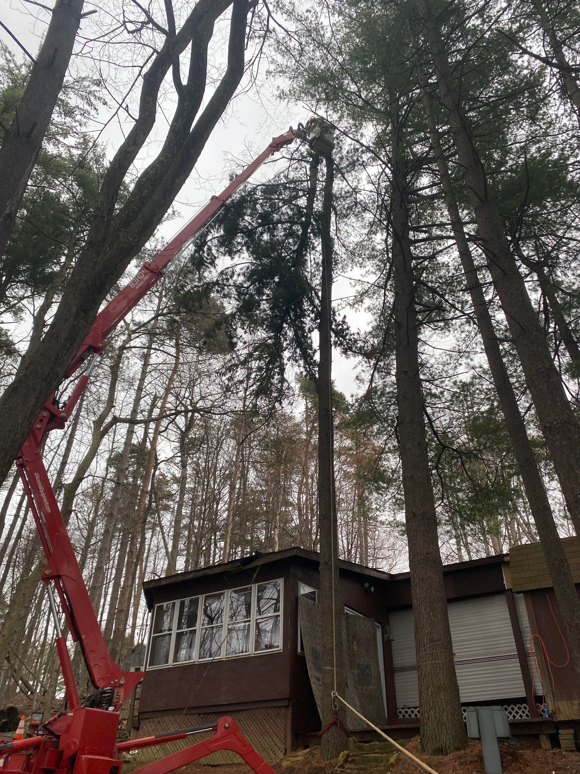 A cherry picker trimming a tall pine tree next to a cabin, overcast day.