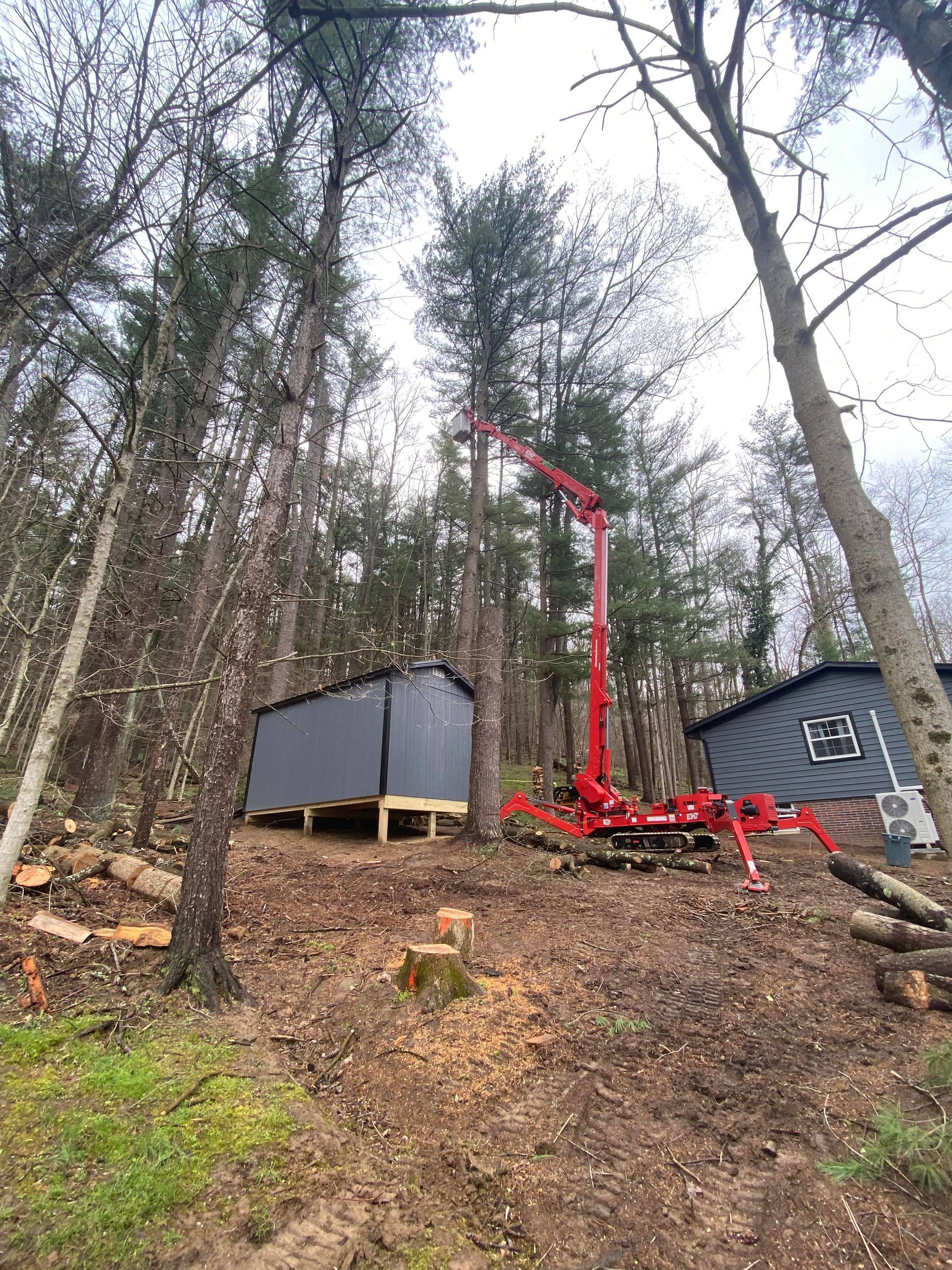 A red crane cutting a tall tree in a wooded area near two small grey buildings.