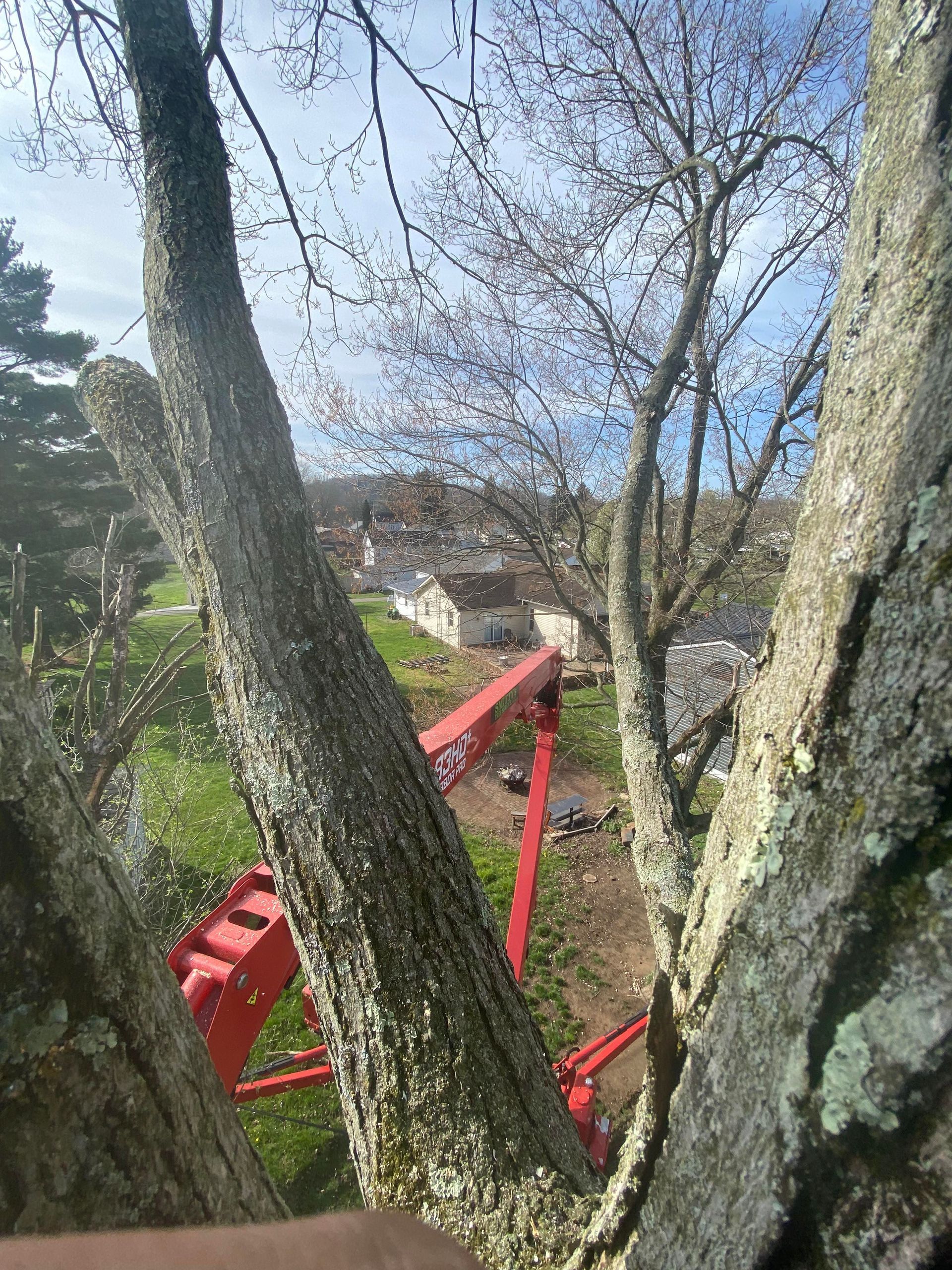 A red cherry picker in a tree, with buildings and a grassy area in the background.