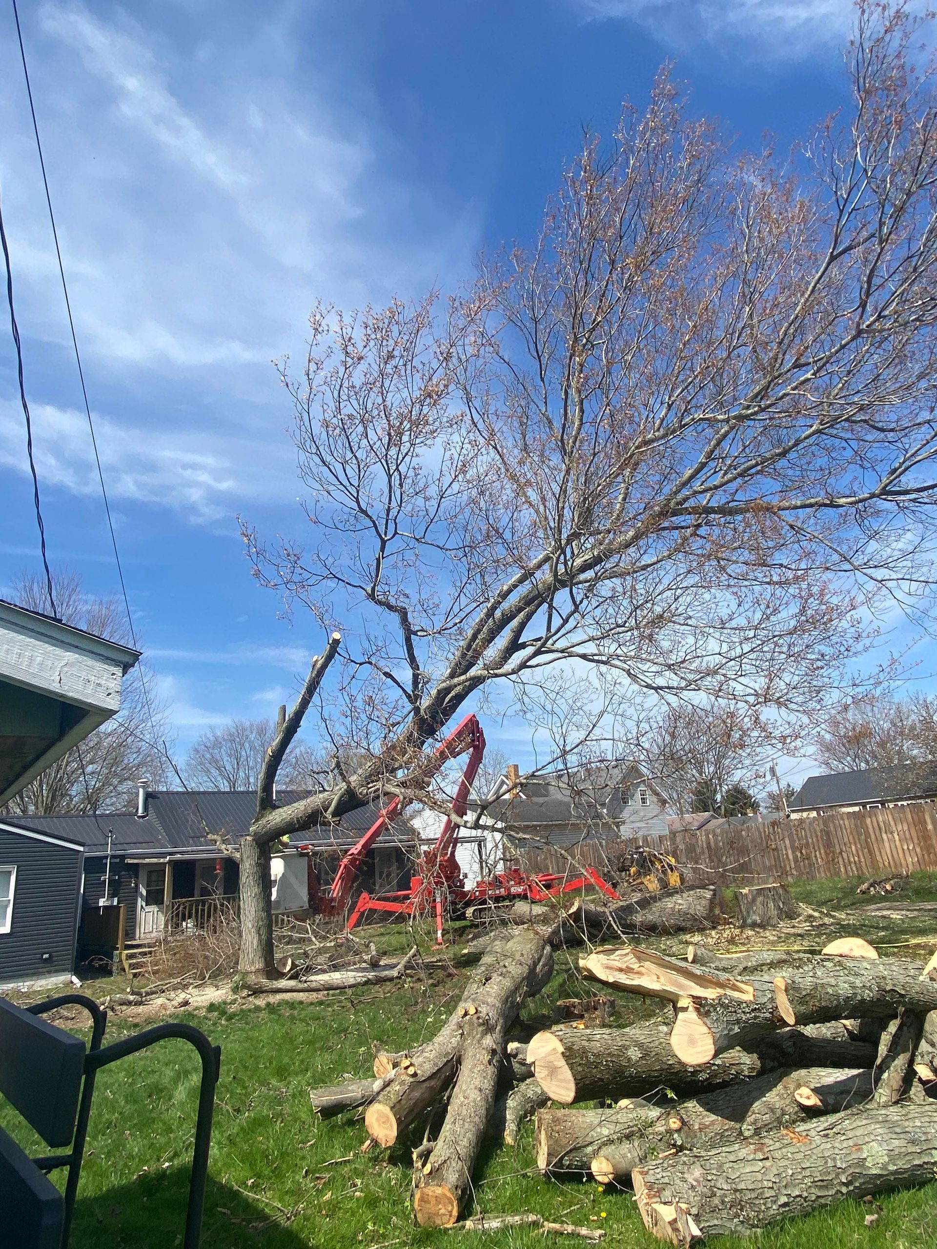 Tree being cut down, red machinery in action, logs on green grass, blue sky.