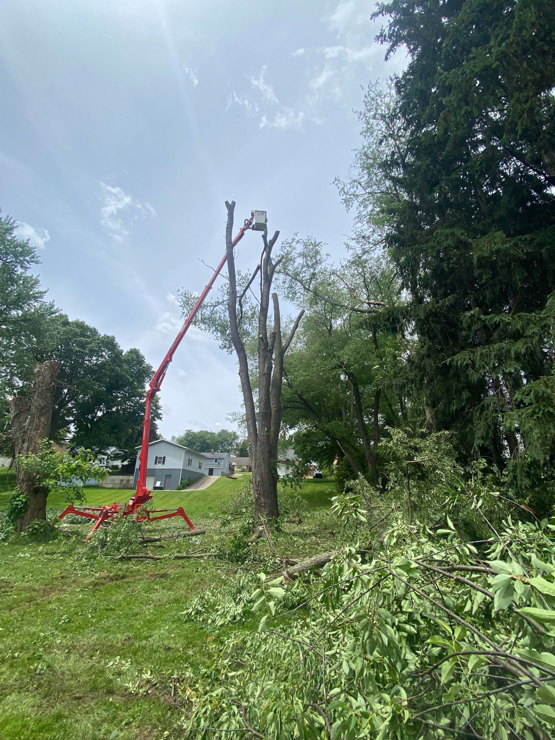 A cherry picker trims a tall tree amidst cut branches on a green lawn. Blue sky.