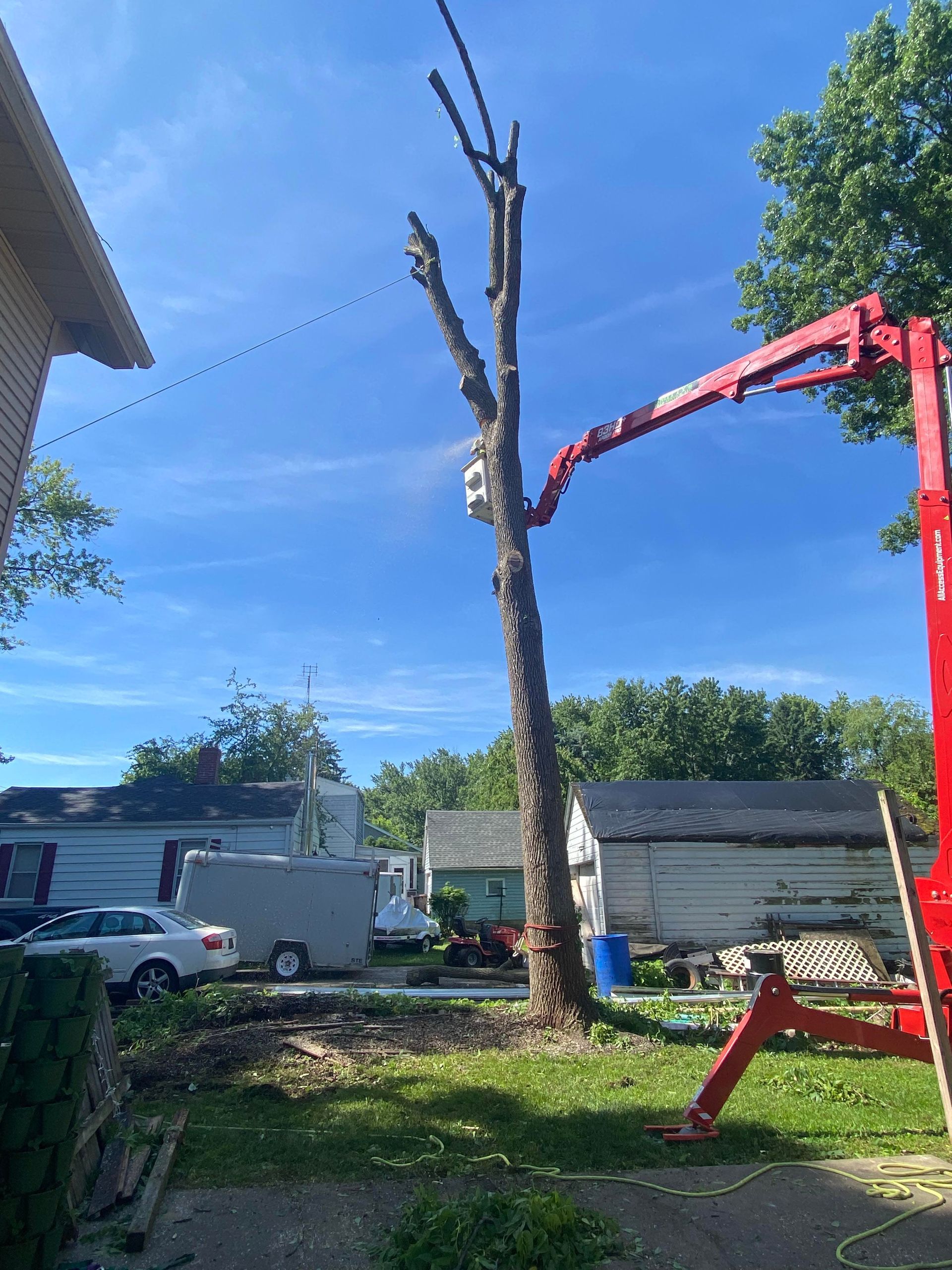 A tall, bare tree being trimmed by a red lift in a residential yard on a sunny day.