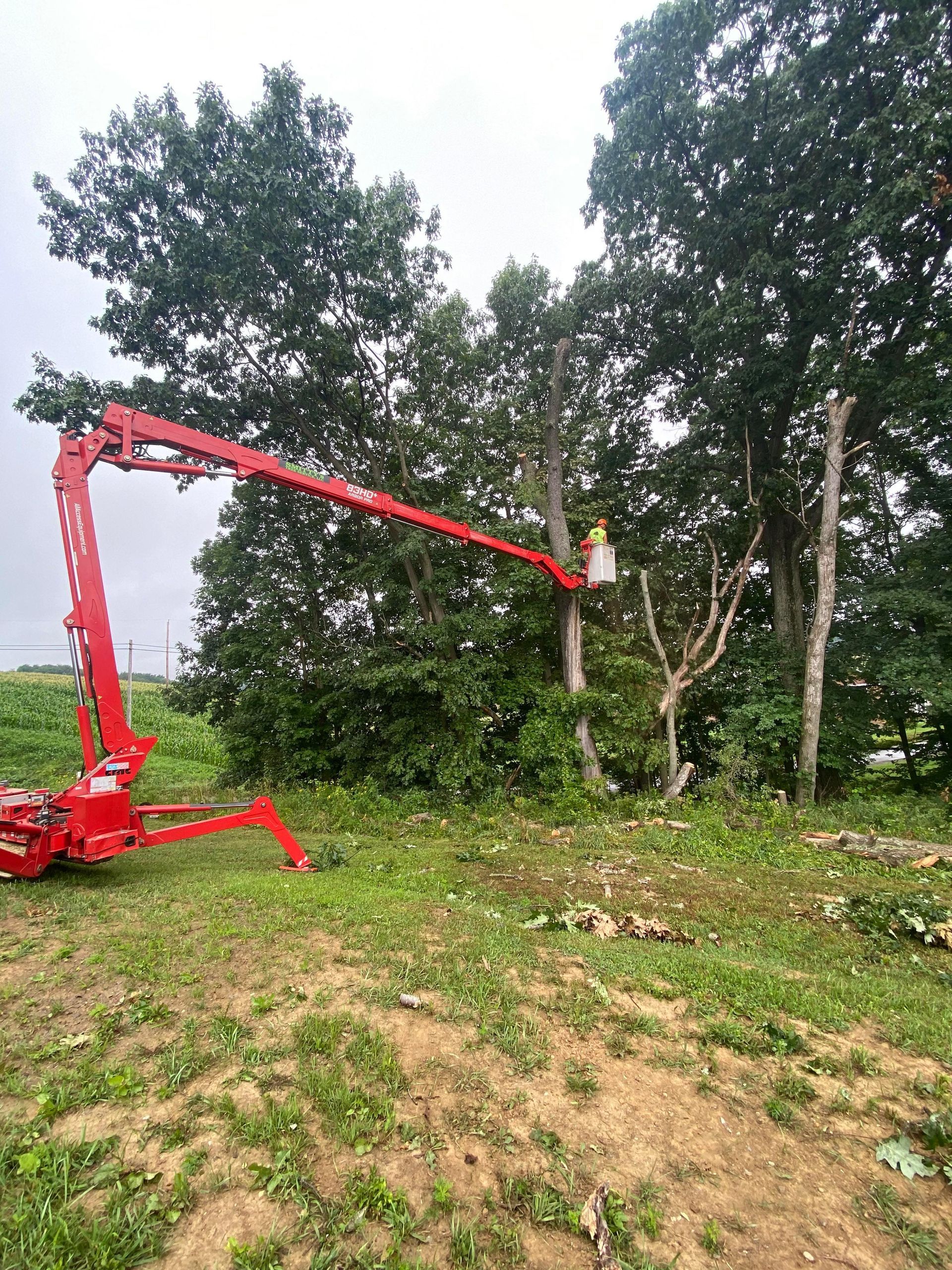 Red boom lift cutting branches from a tree. A person in a bucket is working. Green grass and trees are in the background.