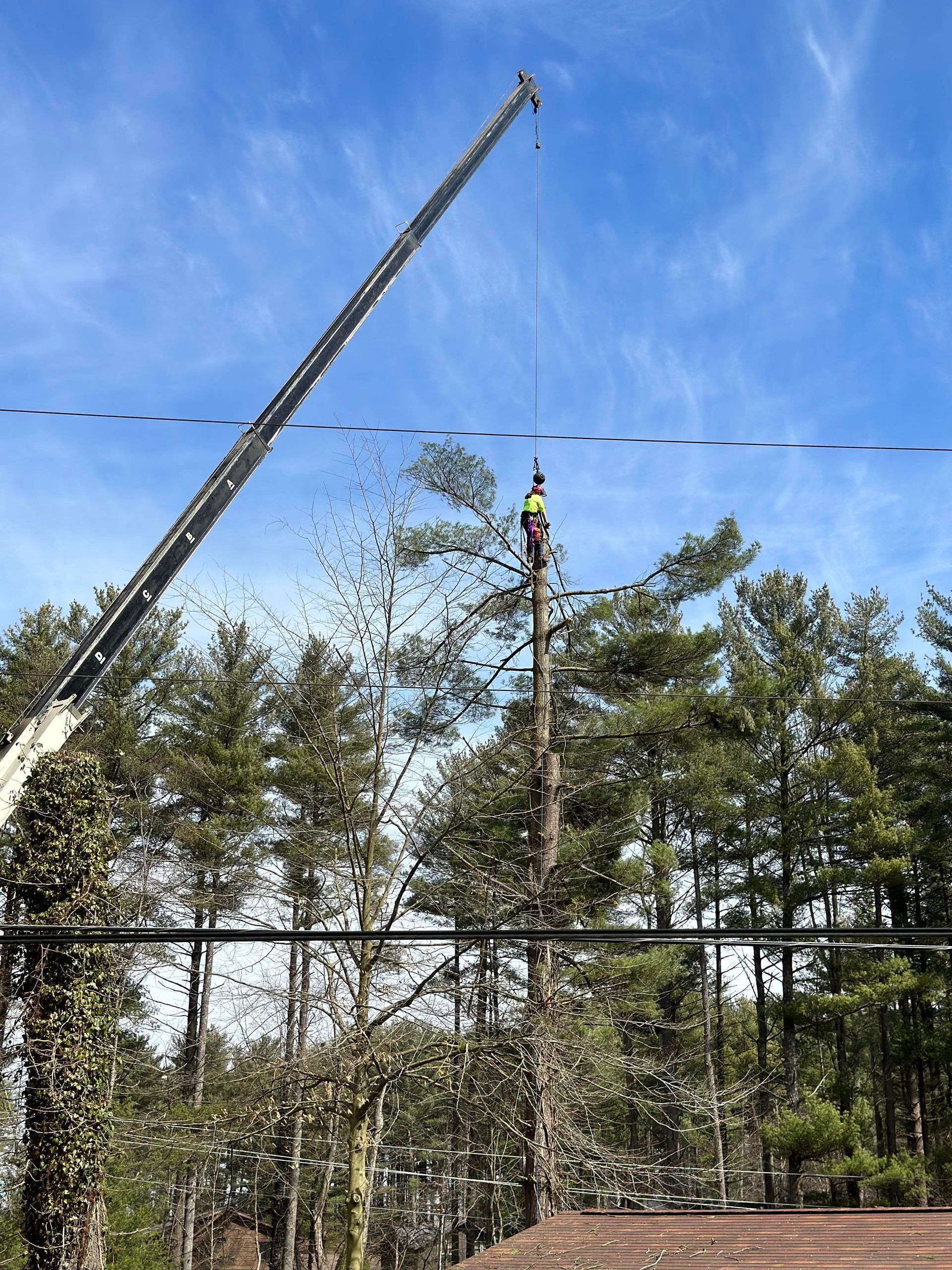 Tree being trimmed by a worker in a lift basket, crane in background, sky.