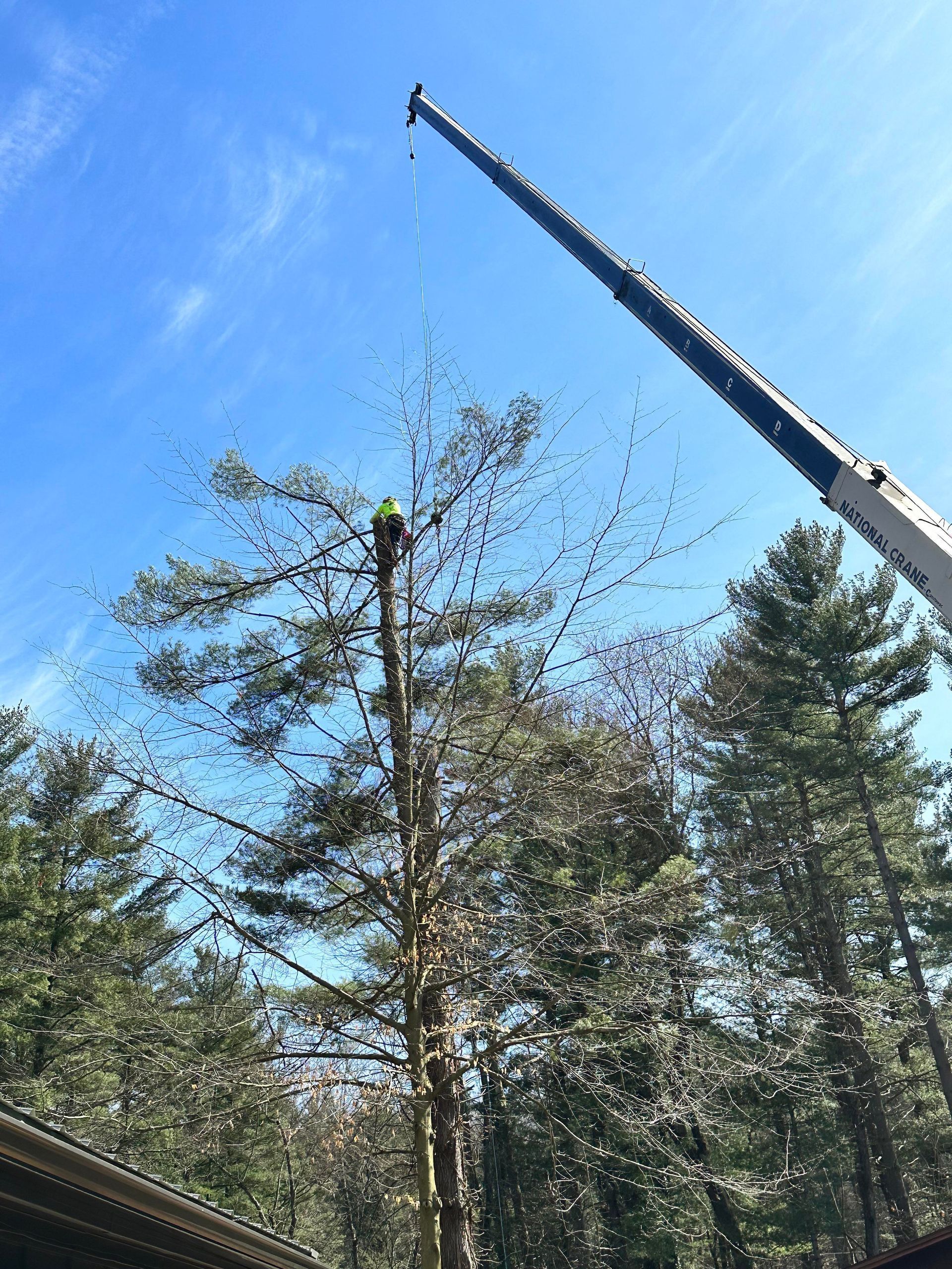 Arborist atop tall tree, removing branches with a crane against blue sky.