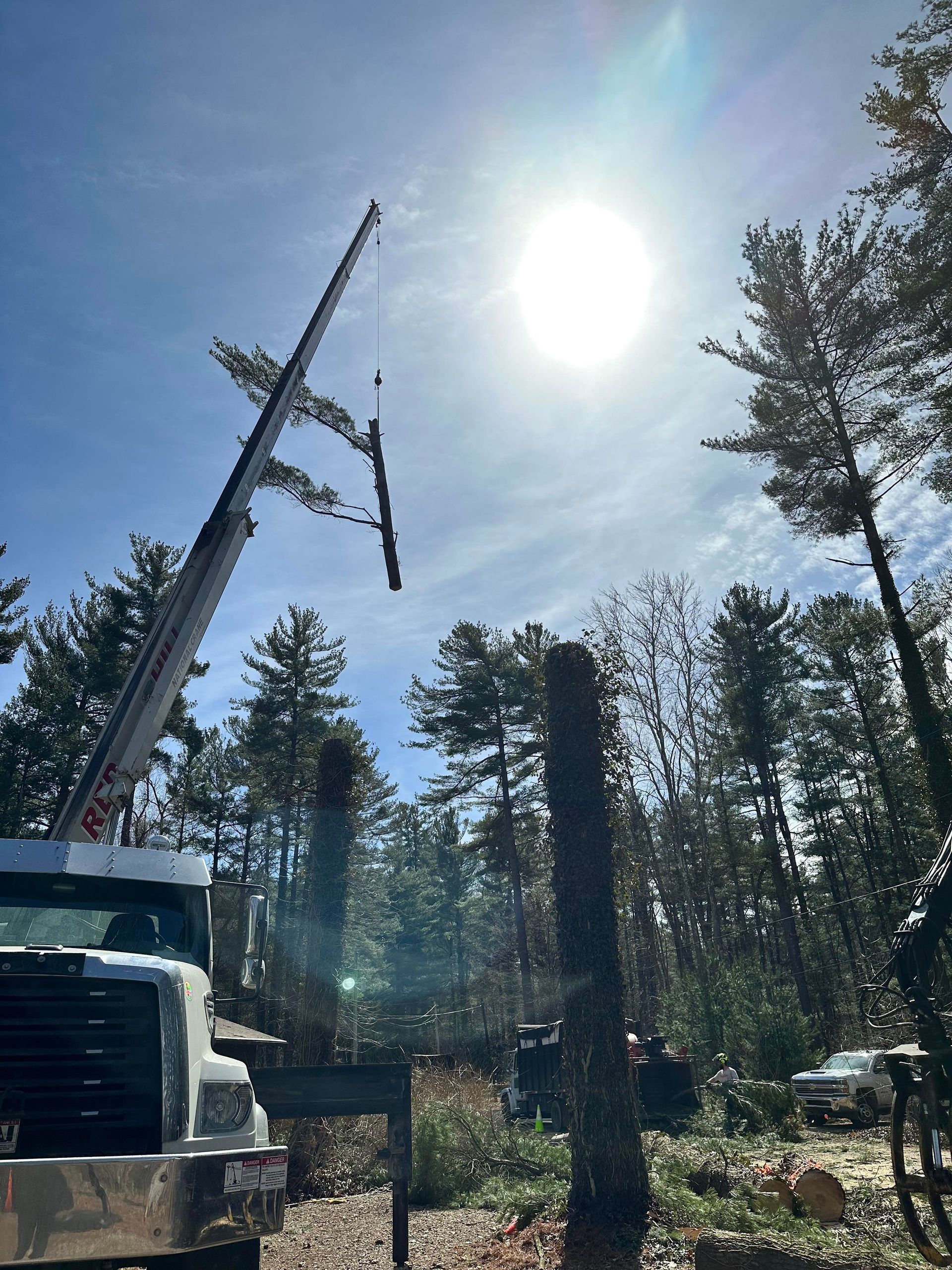 Crane lifting a tree trunk against a bright sun in a forest setting; stumps and cut trees are visible.