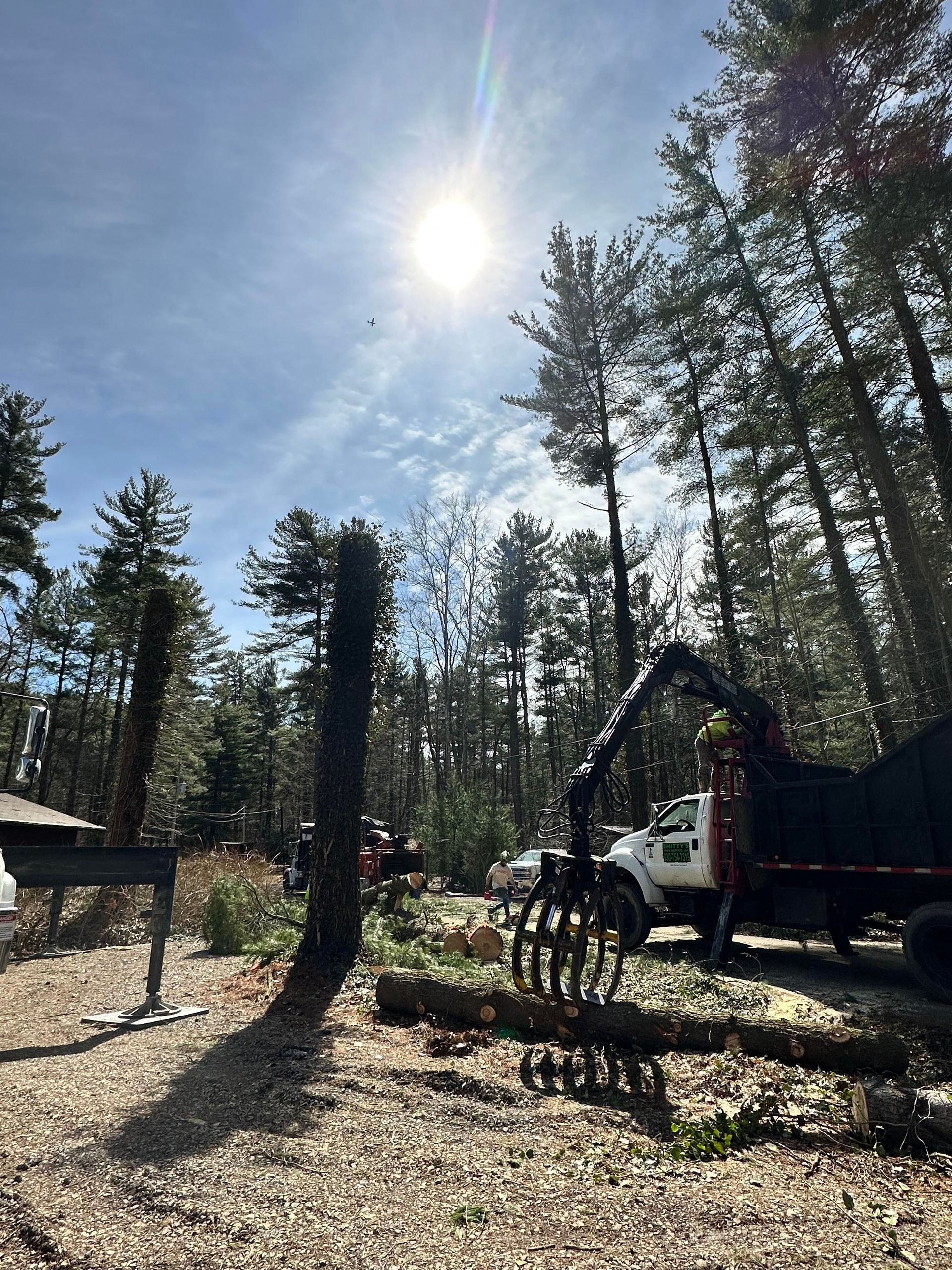 A truck with a mechanical arm loading logs in a forest on a sunny day.