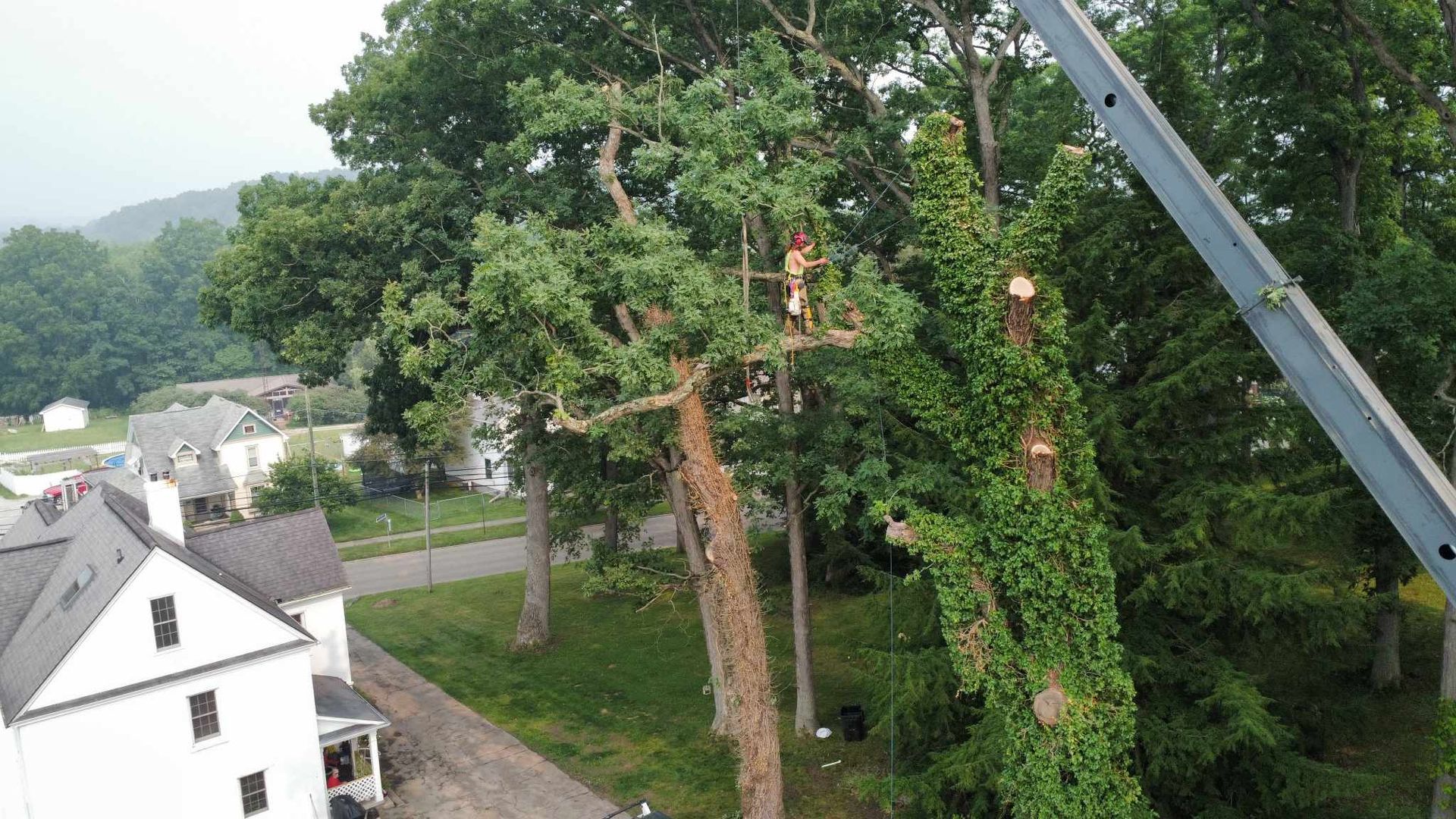 Tree being trimmed with a lift near a house and street. Green foliage and grey sky.