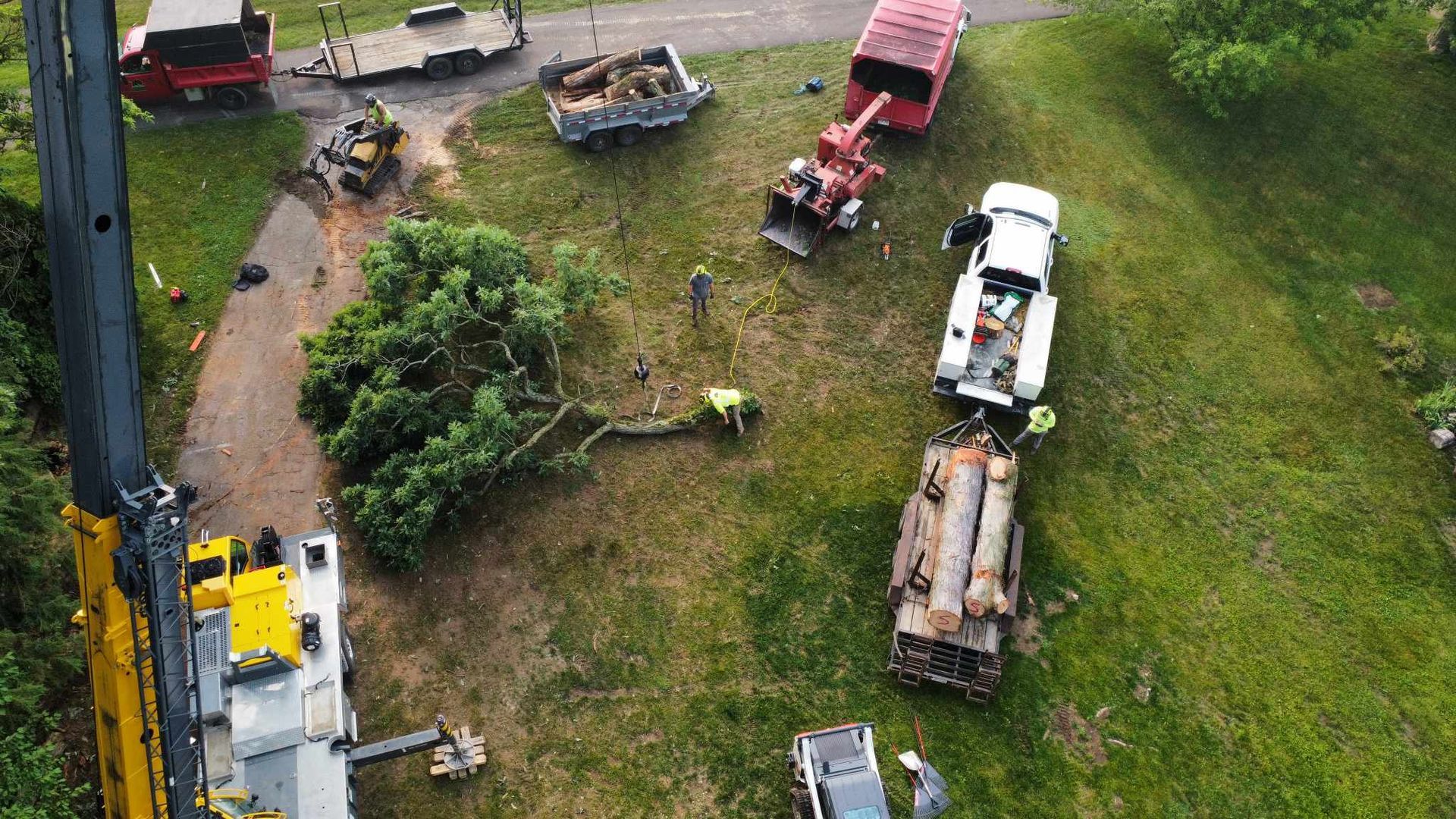 Overhead view: Tree removal operation with crane, trucks, workers, and a felled tree on green grass.