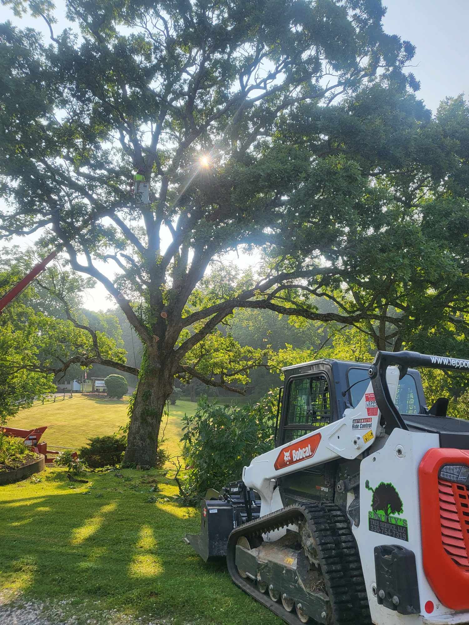Large tree with sunlight shining through branches, bobcat skid steer in foreground.