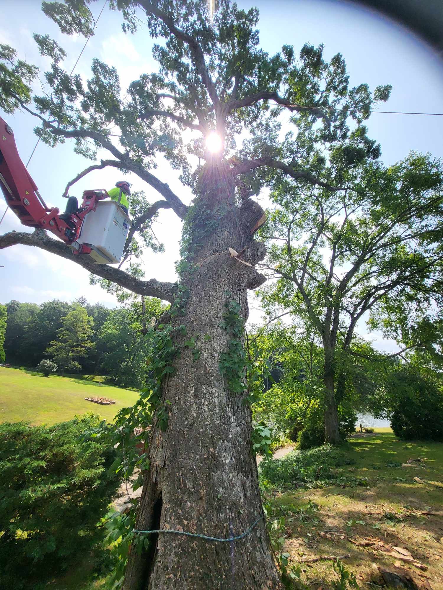 Tree being trimmed by worker in a lift, sun shining through the leaves, in a green park setting.