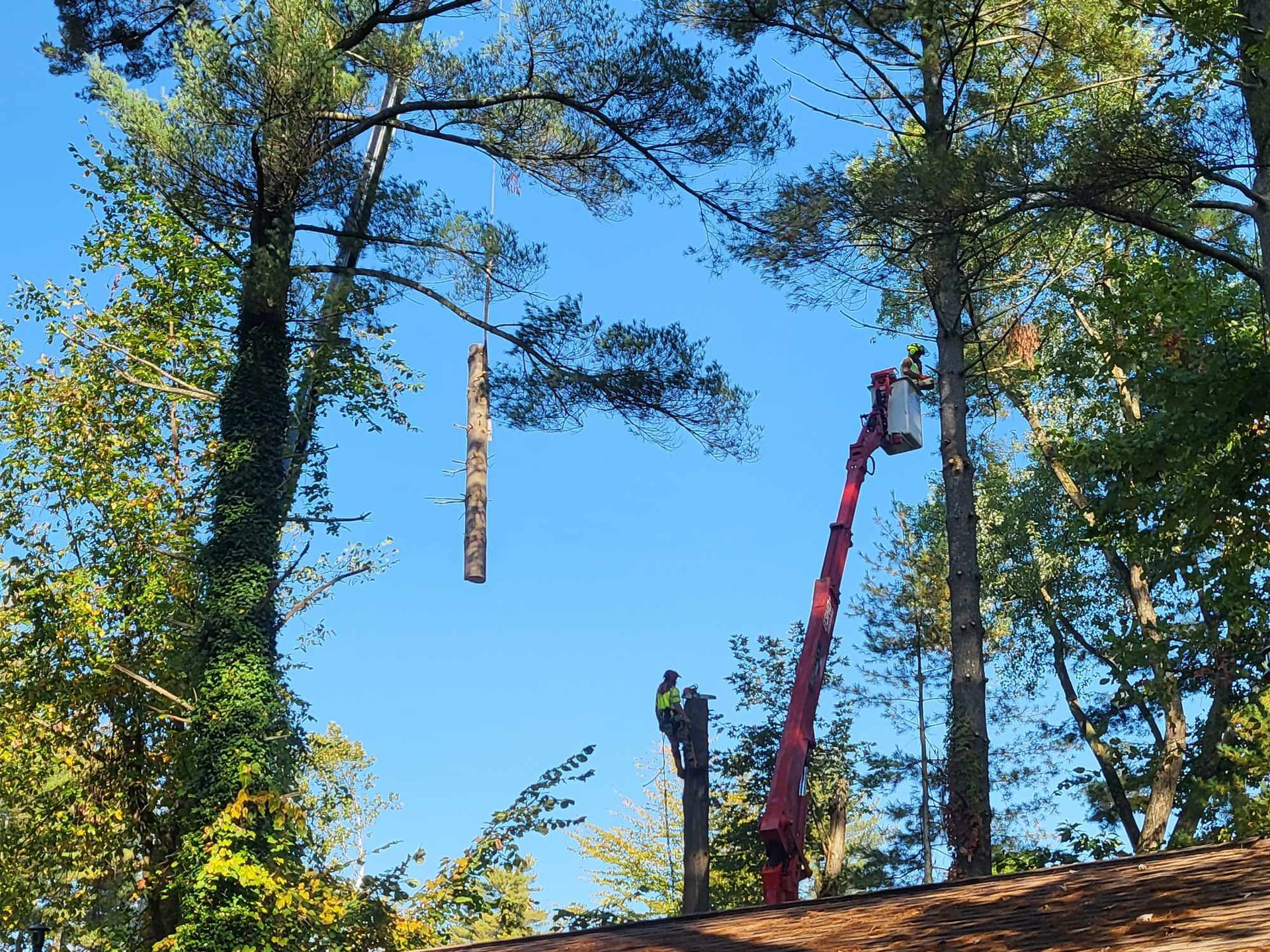 Workers trimming a tall tree with a lift against a blue sky.