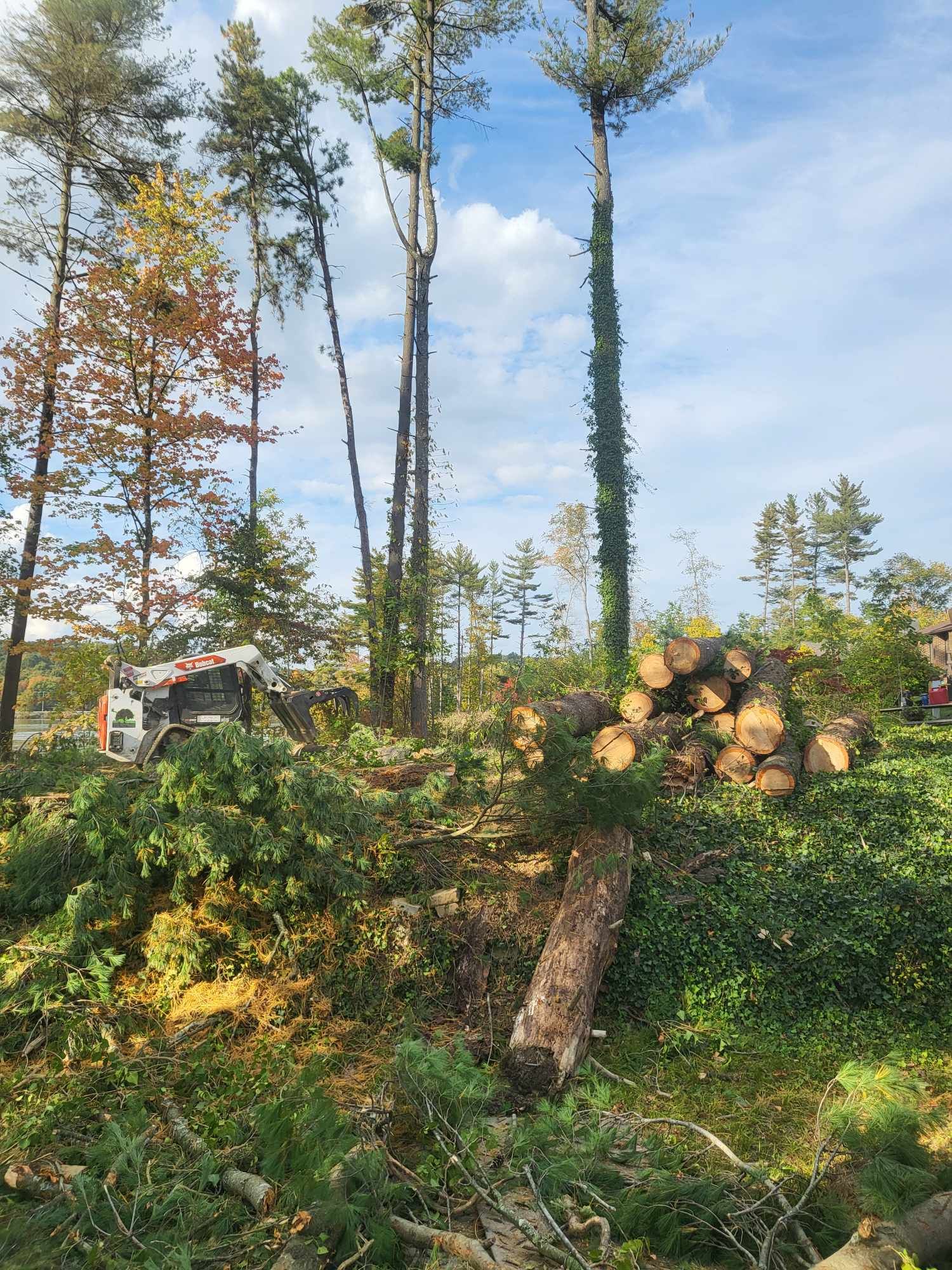 Forest clearing scene with felled trees, lumber, and machinery. Green foliage, tall trees, blue sky.