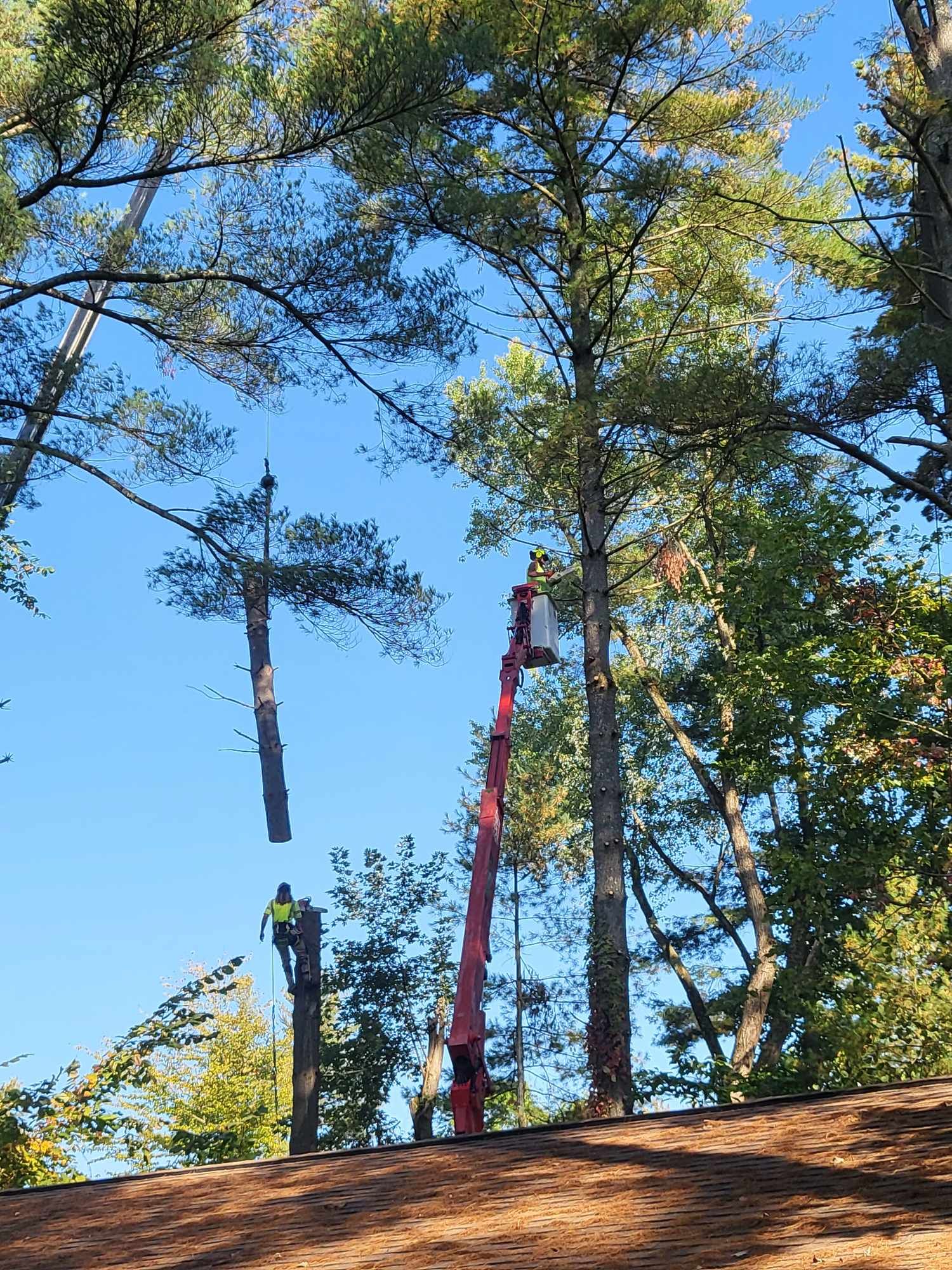 Tree trimmers using a lift and cutting down a tall tree outdoors on a sunny day.