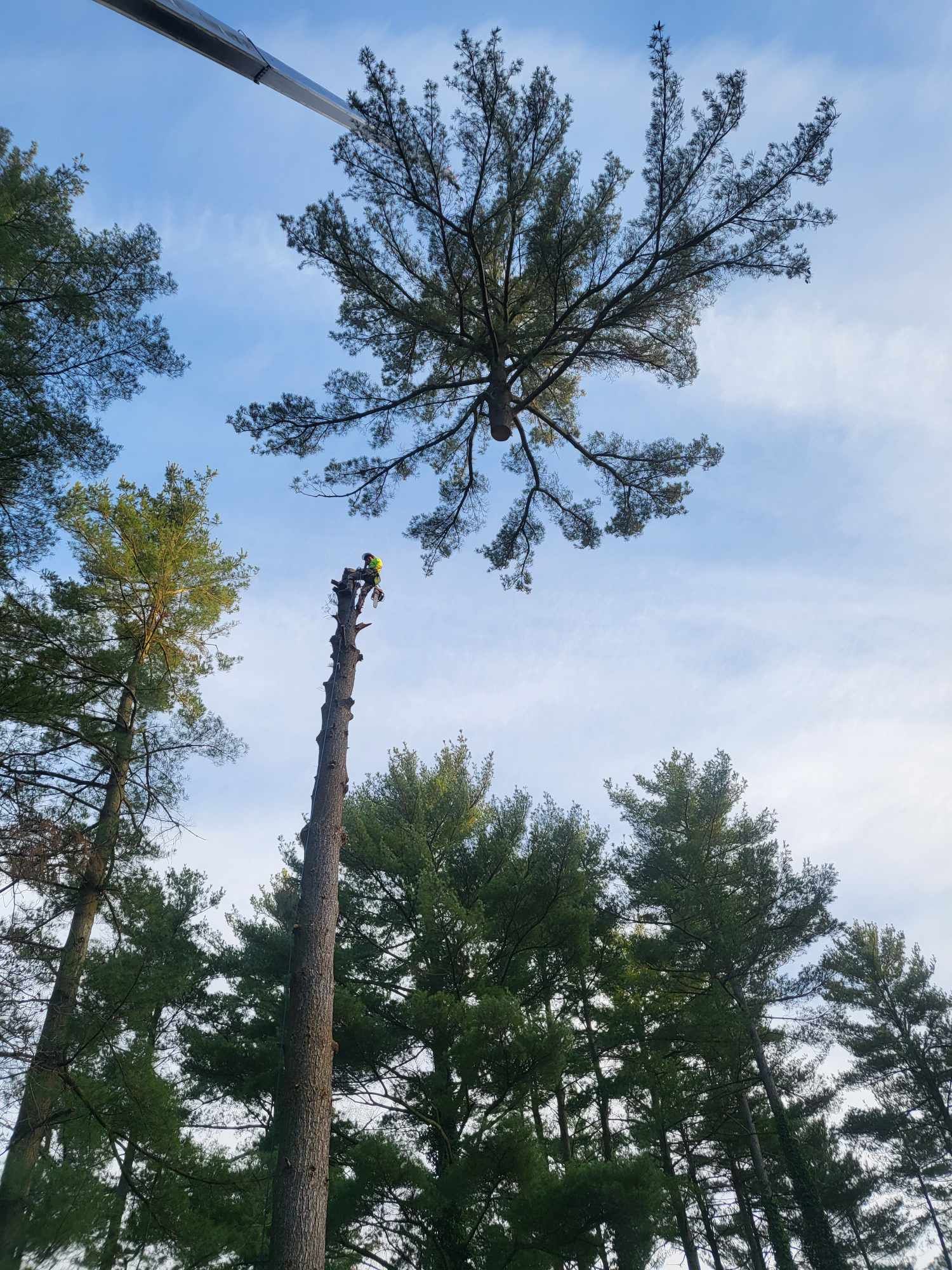 Tree trimming: Arborist in a lift removing a tree crown. Blue sky, green trees surround.