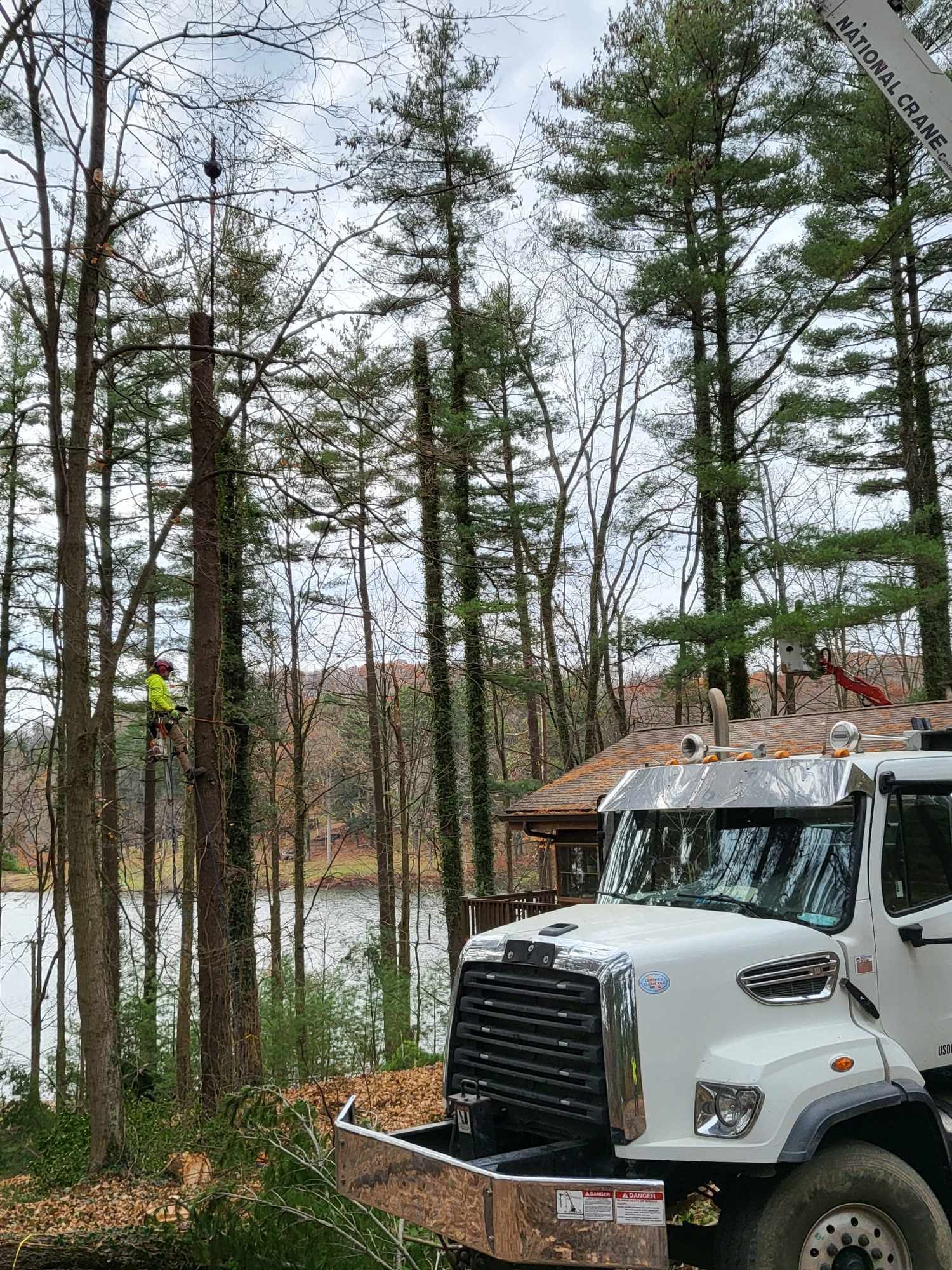 Tree service removing a tall tree near a body of water with a large truck. A worker in a tree.