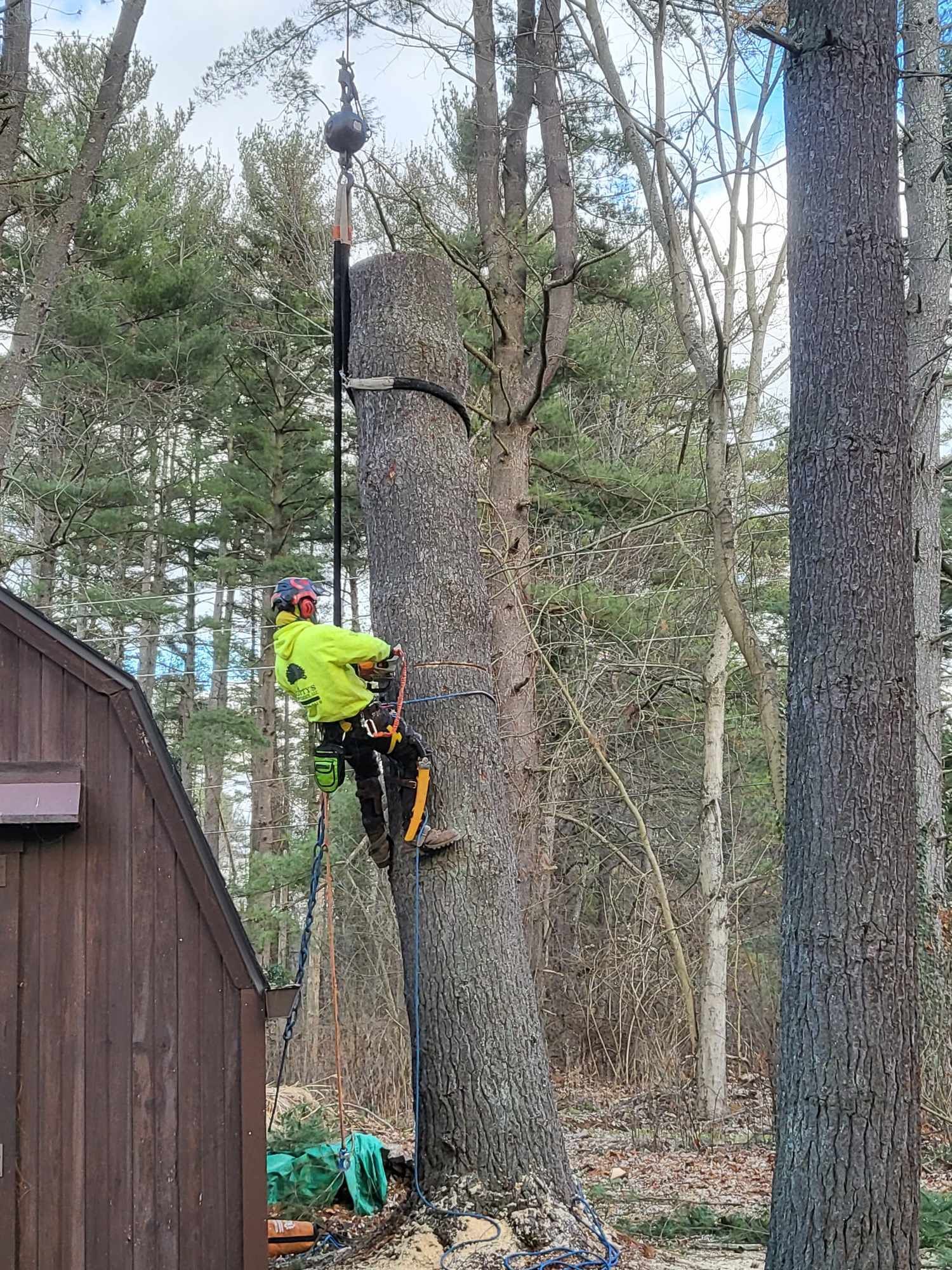 Arborist in neon jacket, cutting tall tree with rope and pulley system. Brown building, woods in background.