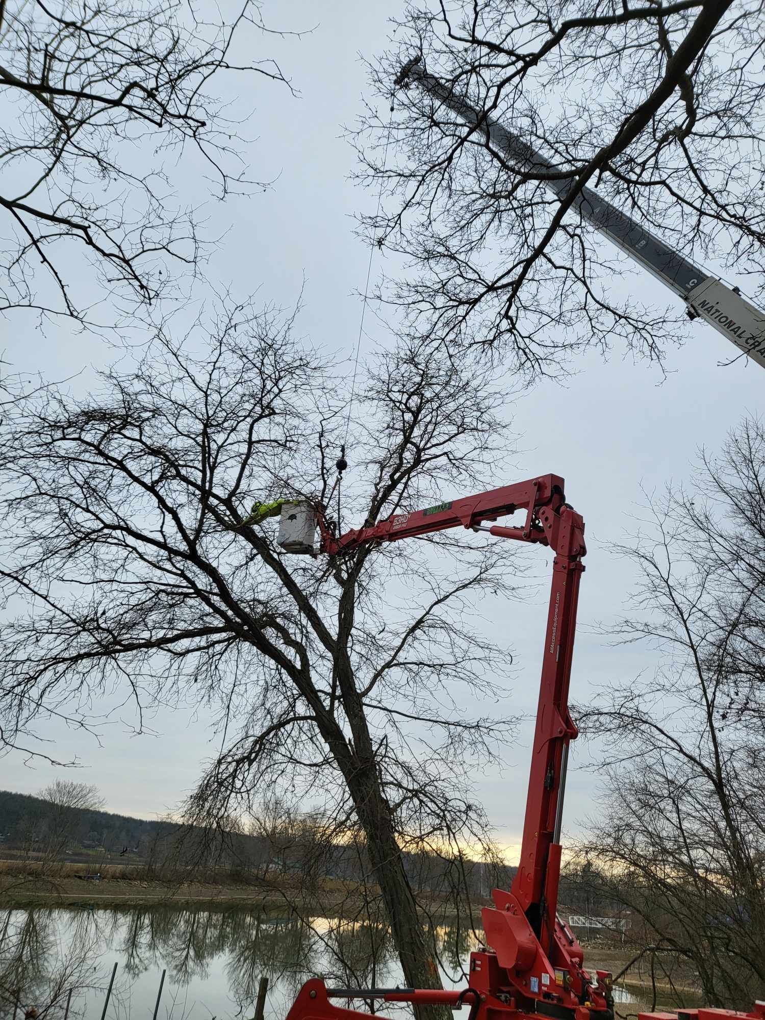 Tree trimming with a red lift by a body of water under a cloudy sky.