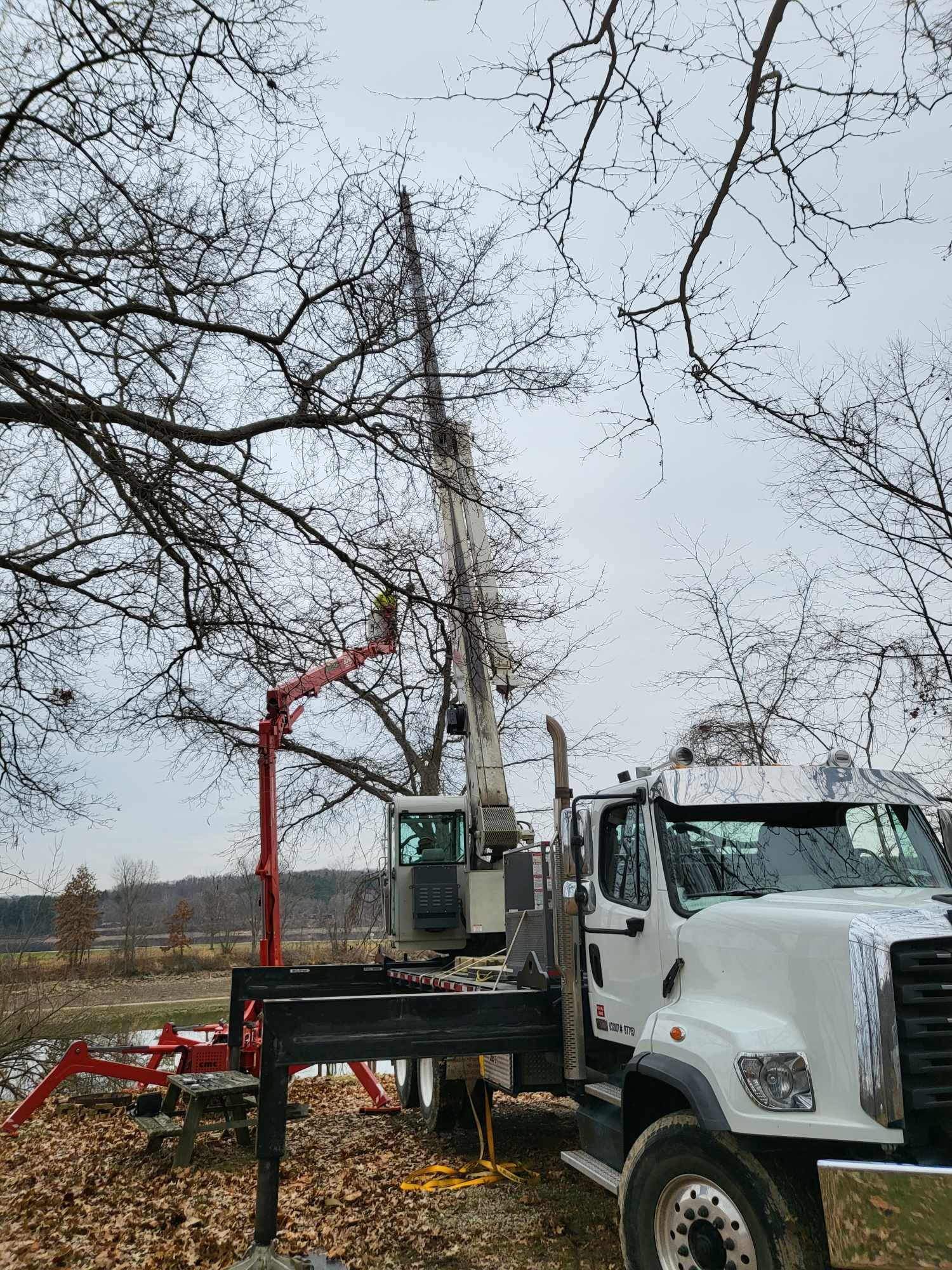 Truck with crane trimming a tree on a cloudy day.