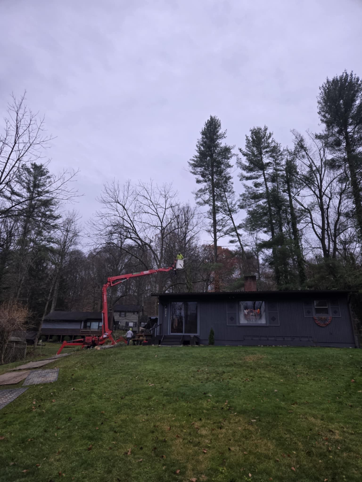 A red lift truck is trimming tall pine trees near a gray house with a grassy lawn. Overcast sky.