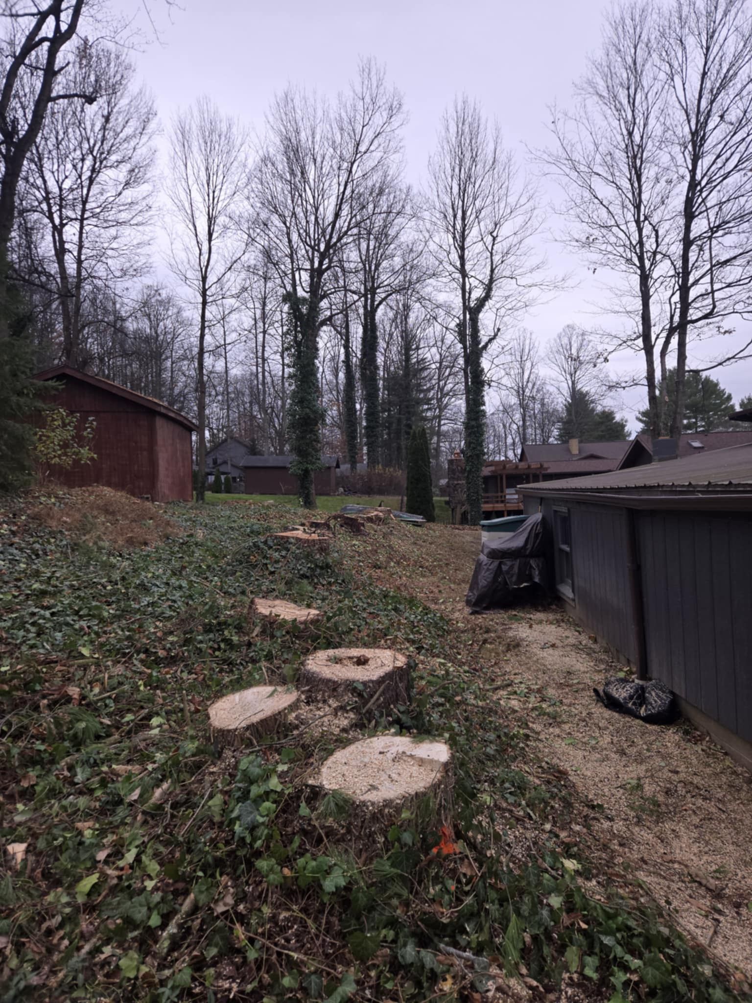A row of freshly cut tree stumps on a hill, with buildings and bare trees in the background on an overcast day.