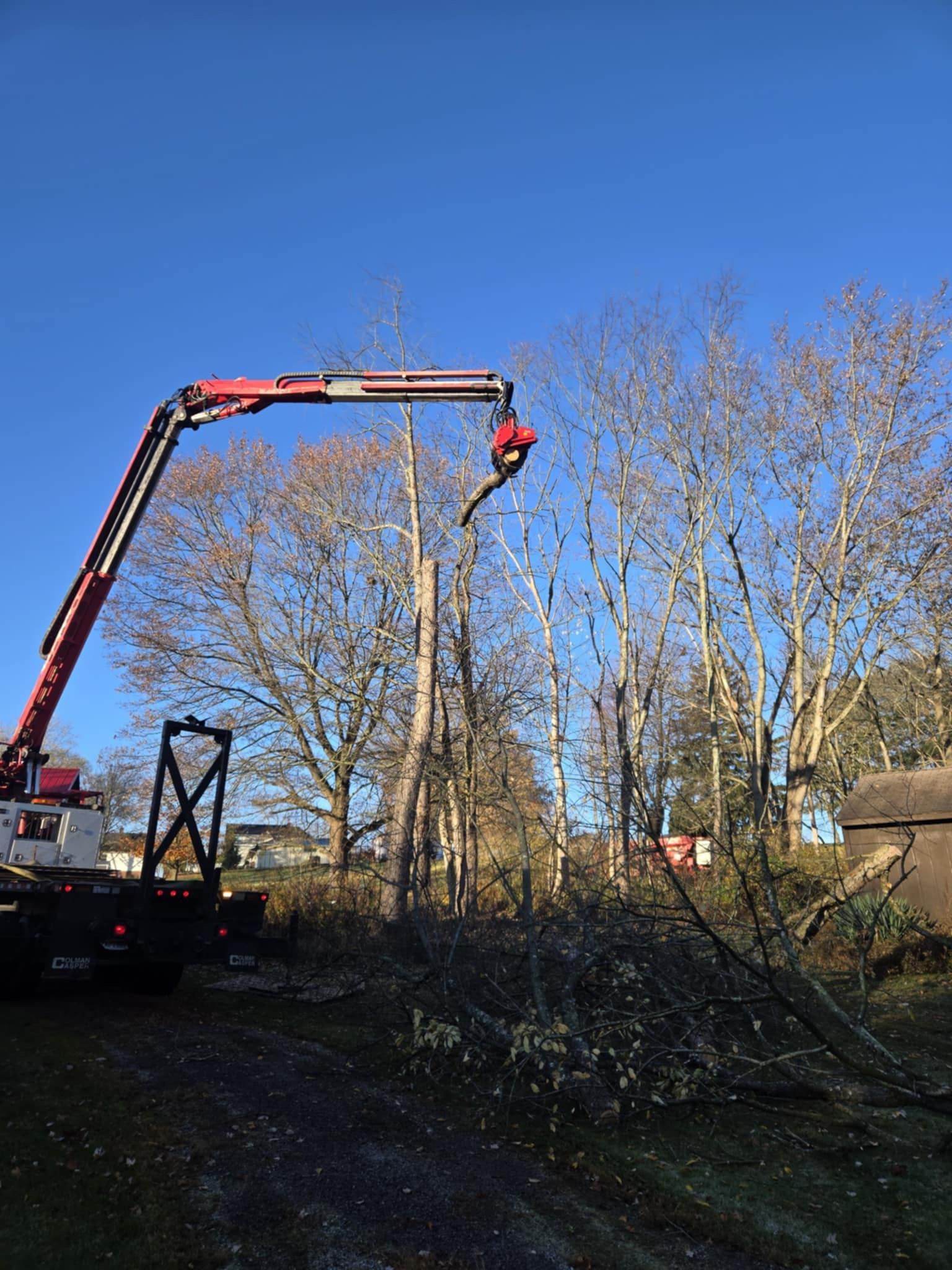 A tree is being trimmed by a red crane in front of a blue sky.