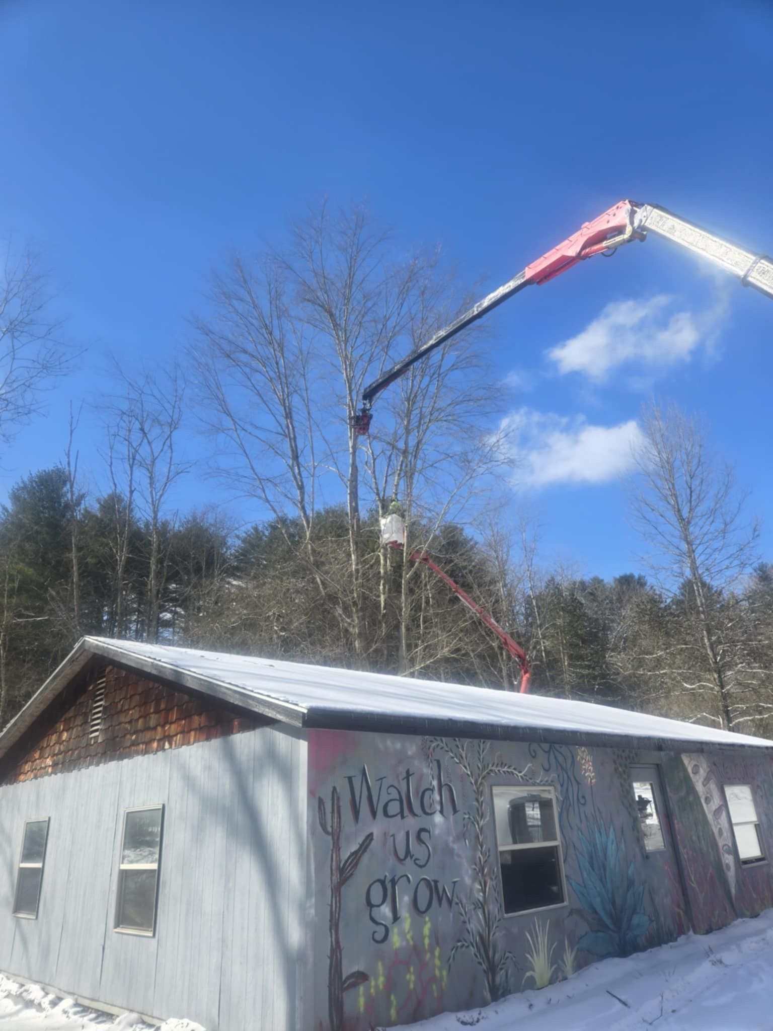 Crane removing a tree limb near a weathered building with graffiti; snow covers the ground.