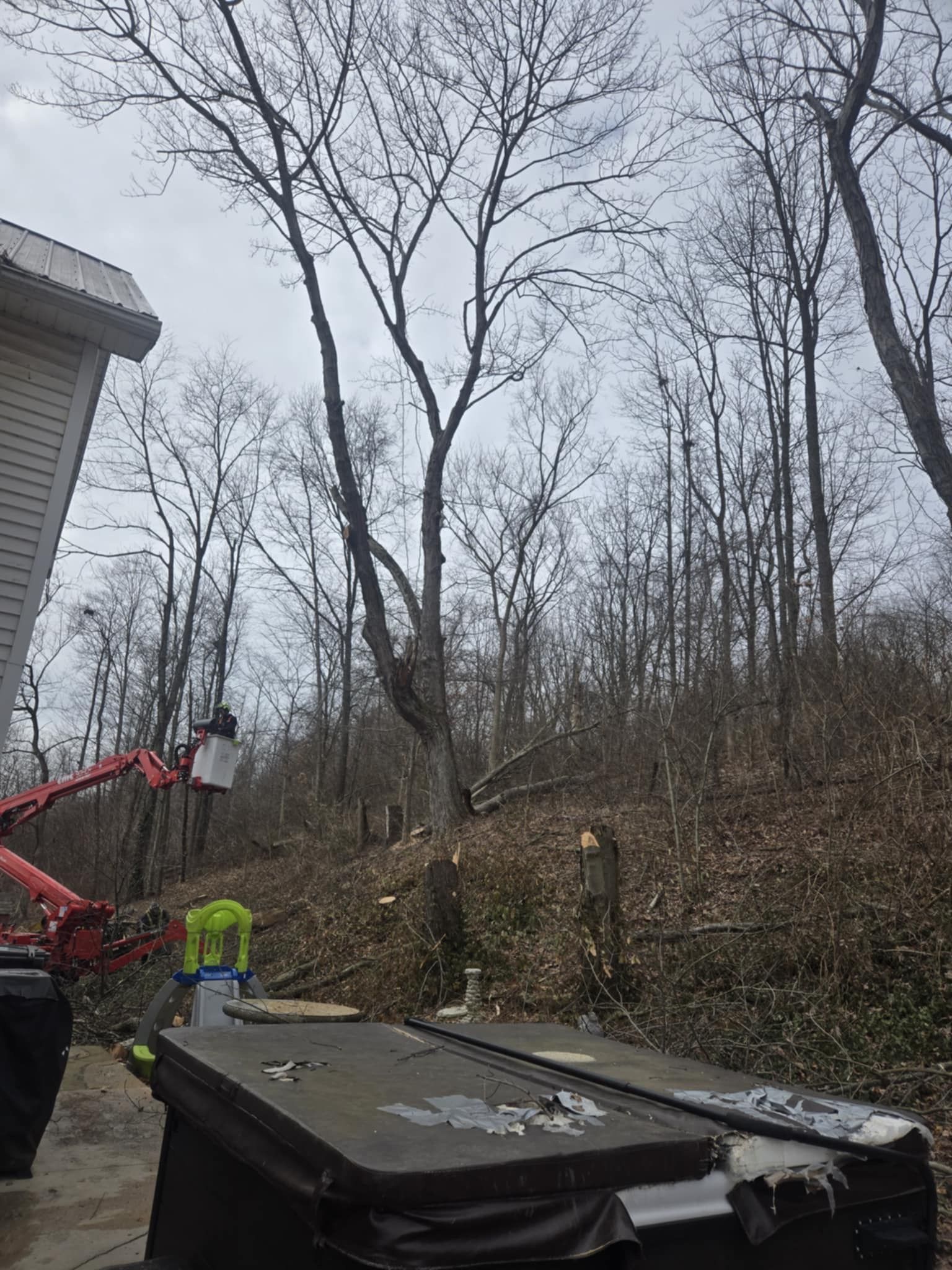 Tree being trimmed by a worker in a lift, debris pile in the foreground, cloudy sky.