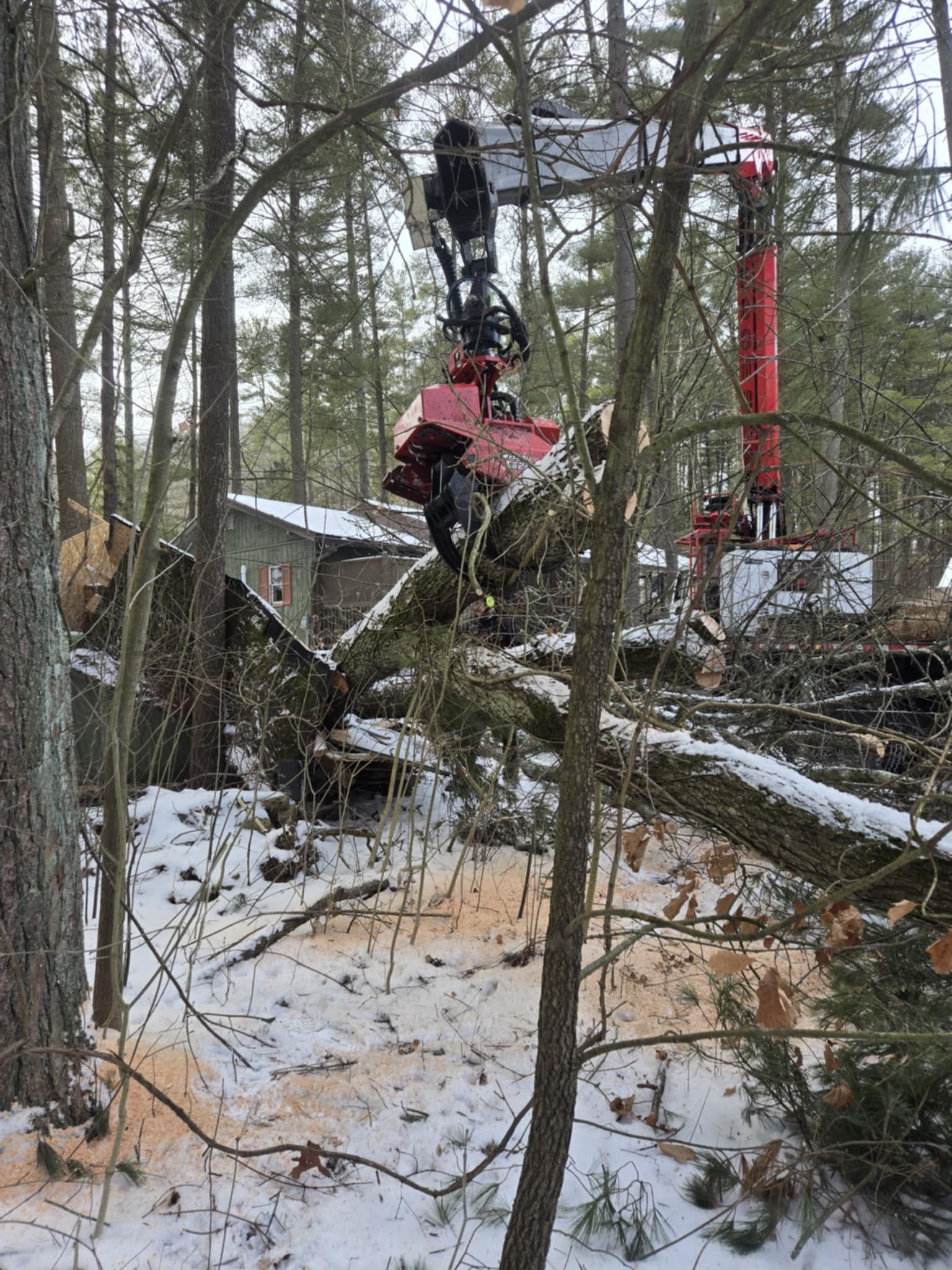 A tree being cut down by a red and black industrial machine in a snowy forest.