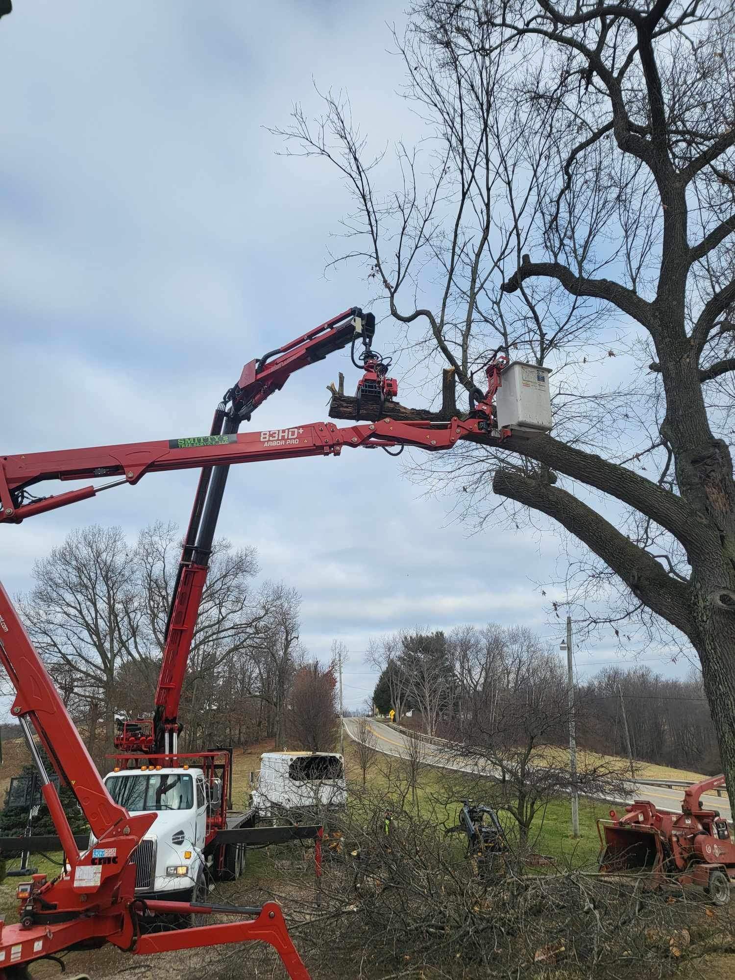 Two cherry pickers trimming a tree on a cloudy day.