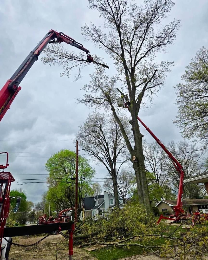 Two red bucket trucks trimming a tall tree in a residential neighborhood.
