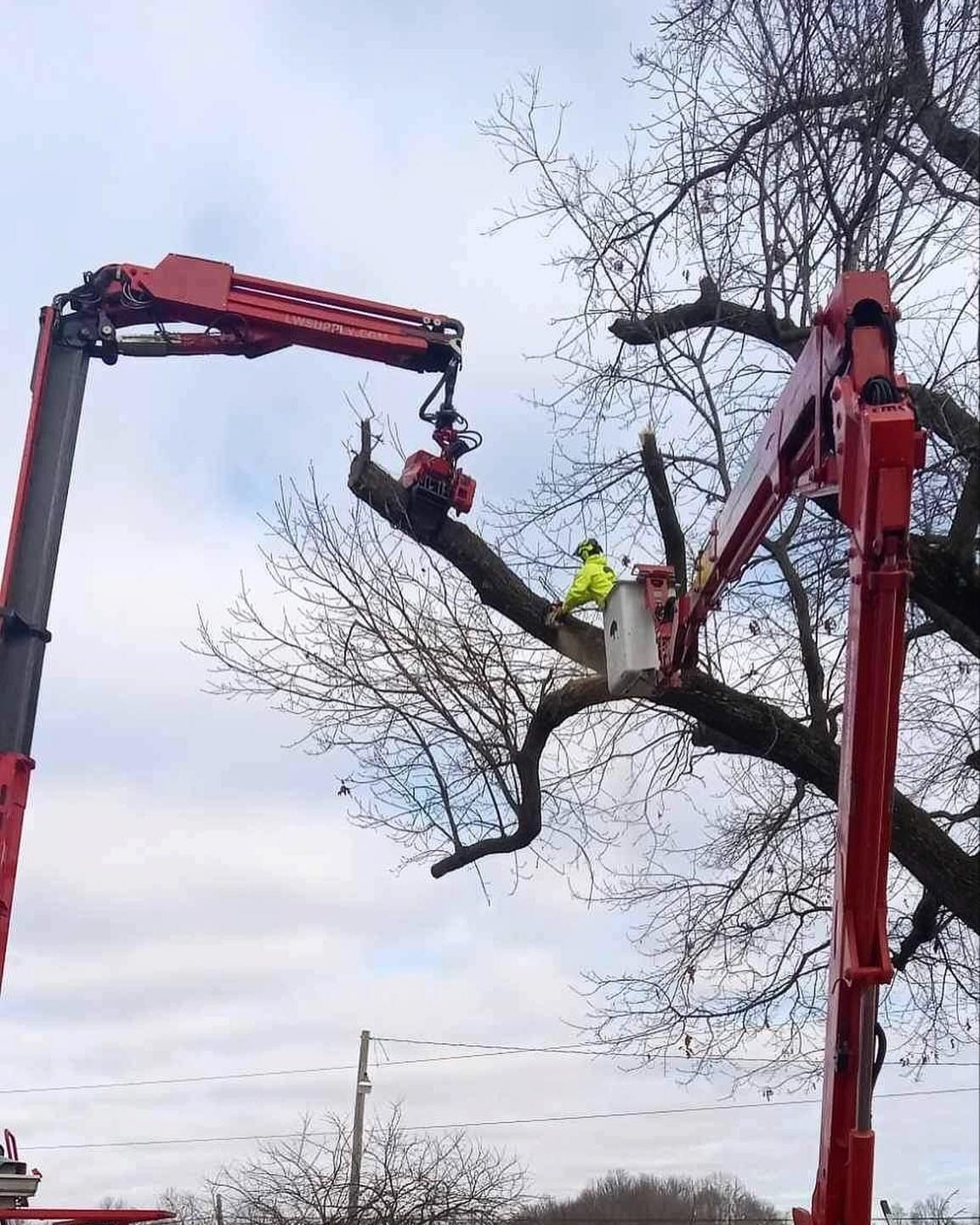 Two red boom trucks trimming a large tree; one worker in a bucket, sky in background.