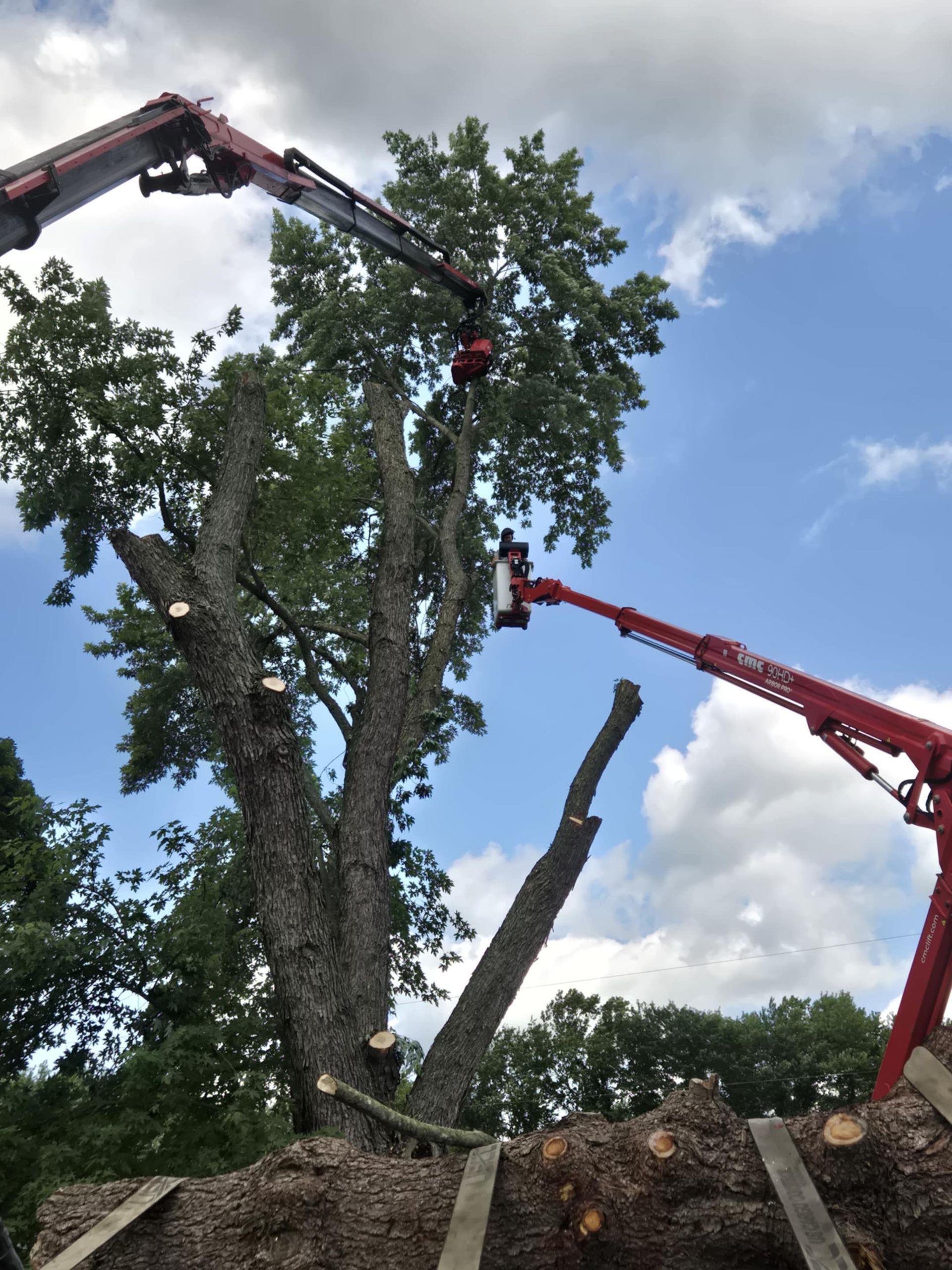 Tree being cut down by crane; blue sky with clouds in background.