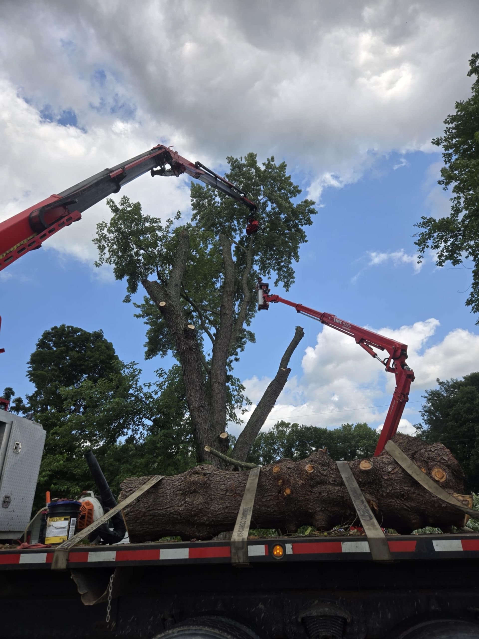 Two red cranes trimming a tree, a large log secured to a truck bed; blue sky with clouds.