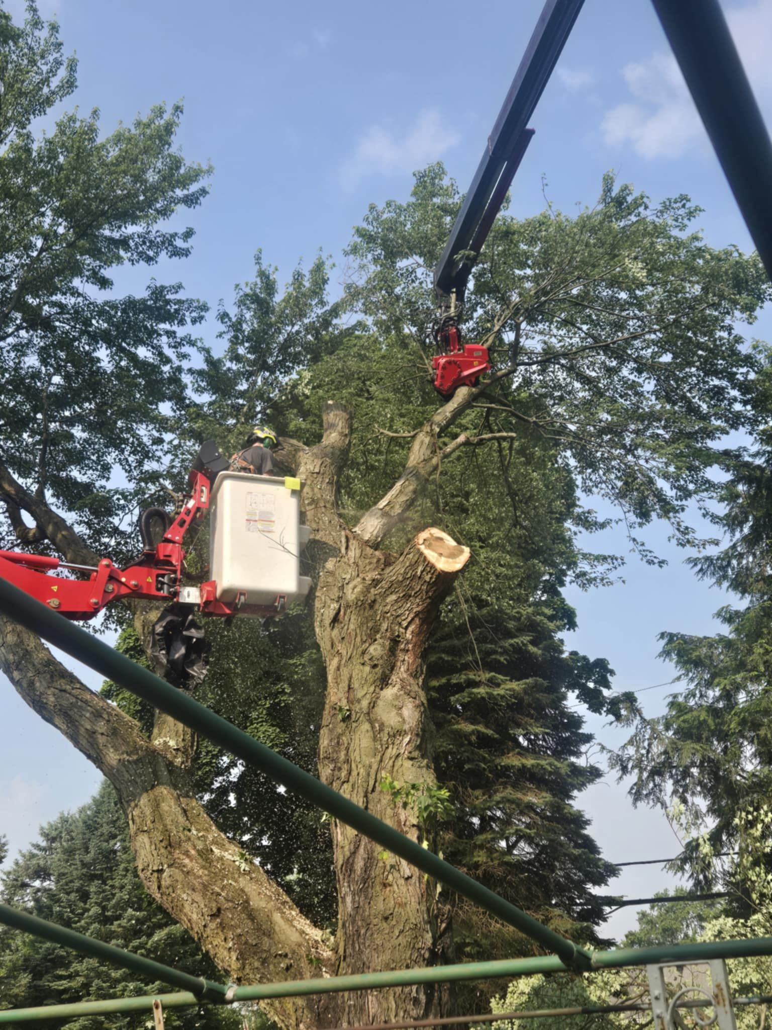 Tree being trimmed by a worker in a cherry picker, against a blue sky.