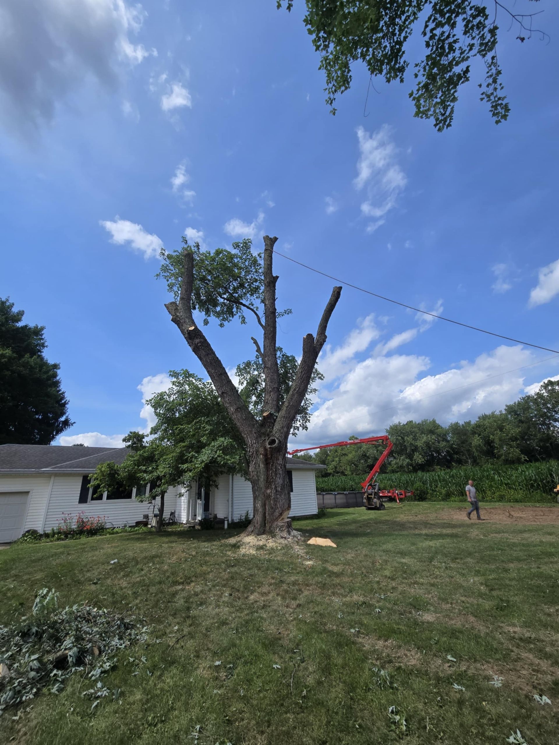 Tree being trimmed in a yard; red crane and person visible; blue sky.