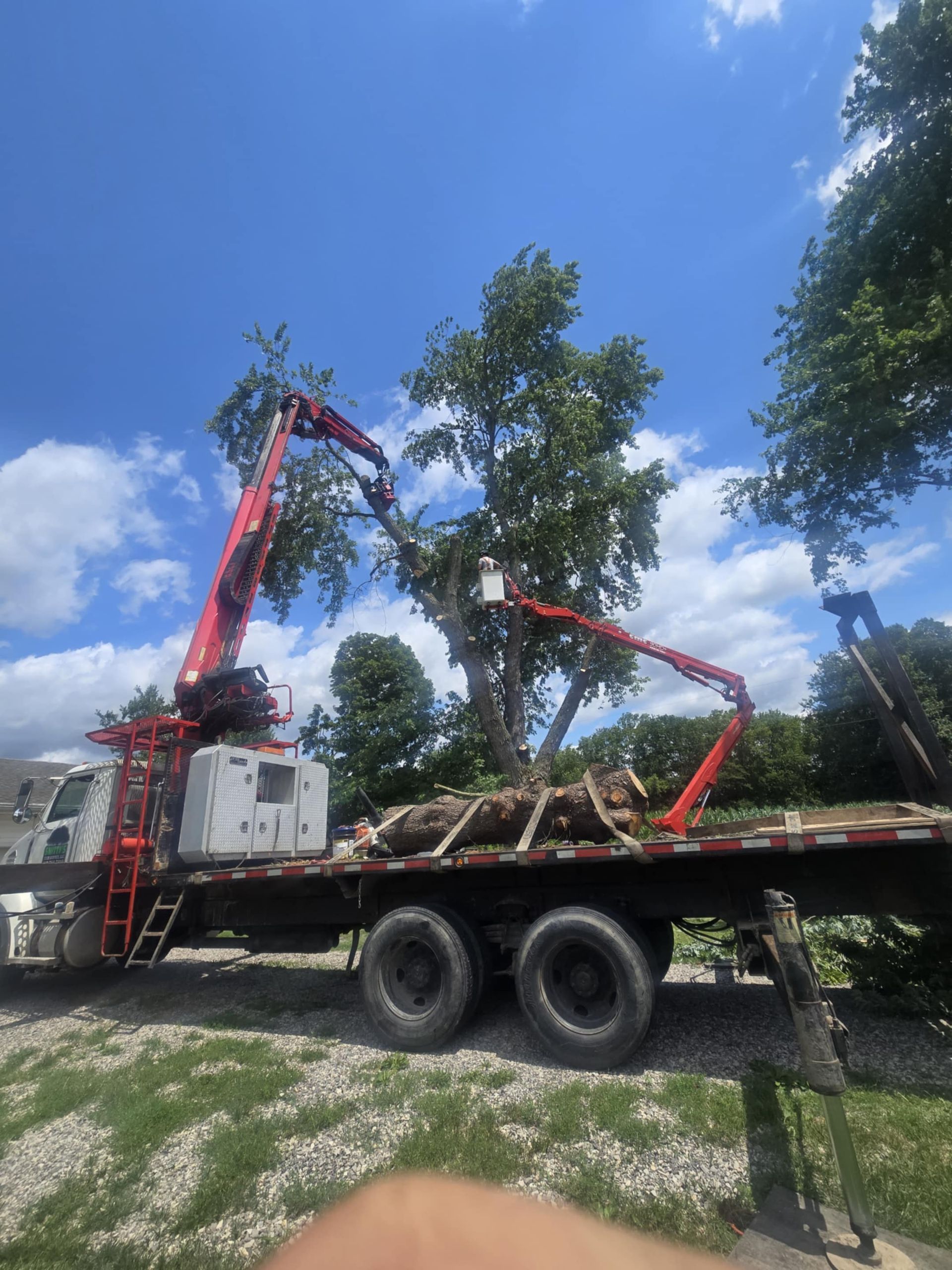 Tree trimming truck with boom reaching into tree against a blue sky.