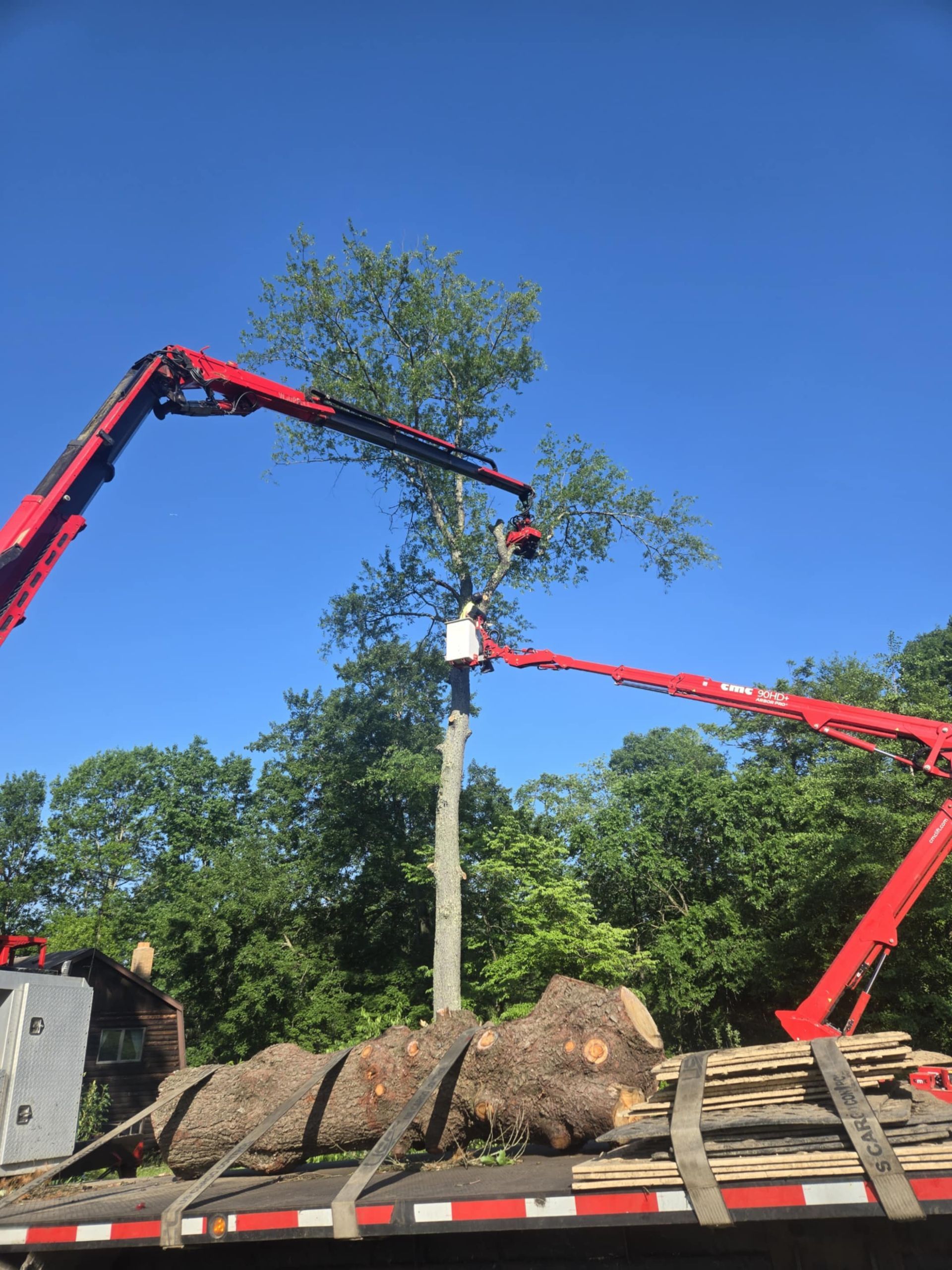 Two red aerial lifts are trimming a tall tree against a blue sky, logs on truck bed below.