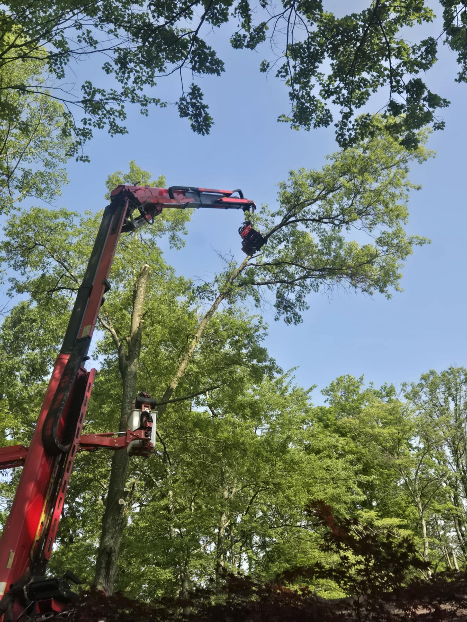 Red tree service truck trimming tree branches under a blue sky.
