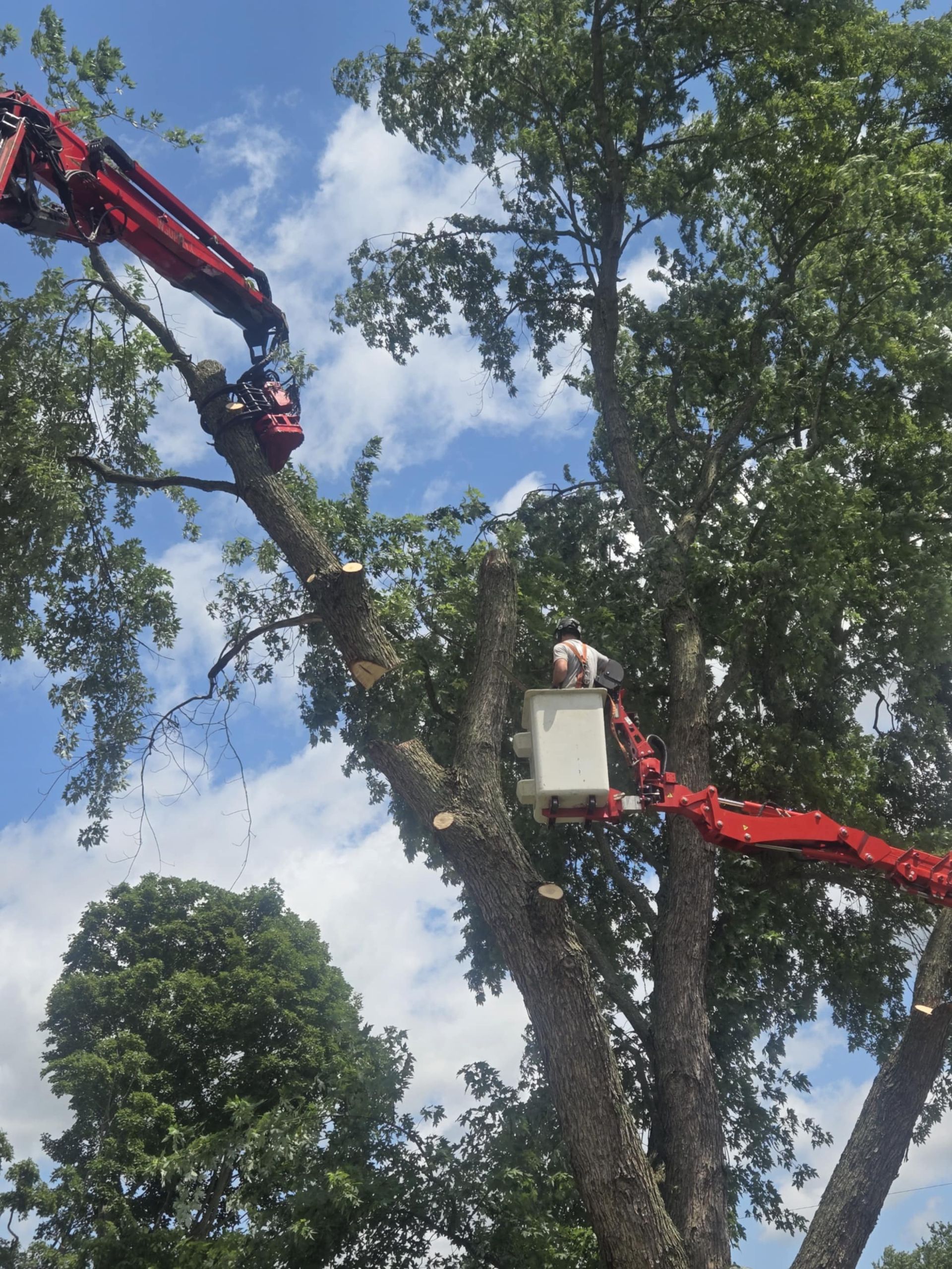 Tree being trimmed by a worker in a bucket truck lift; red arm cutting branches; sunny day.