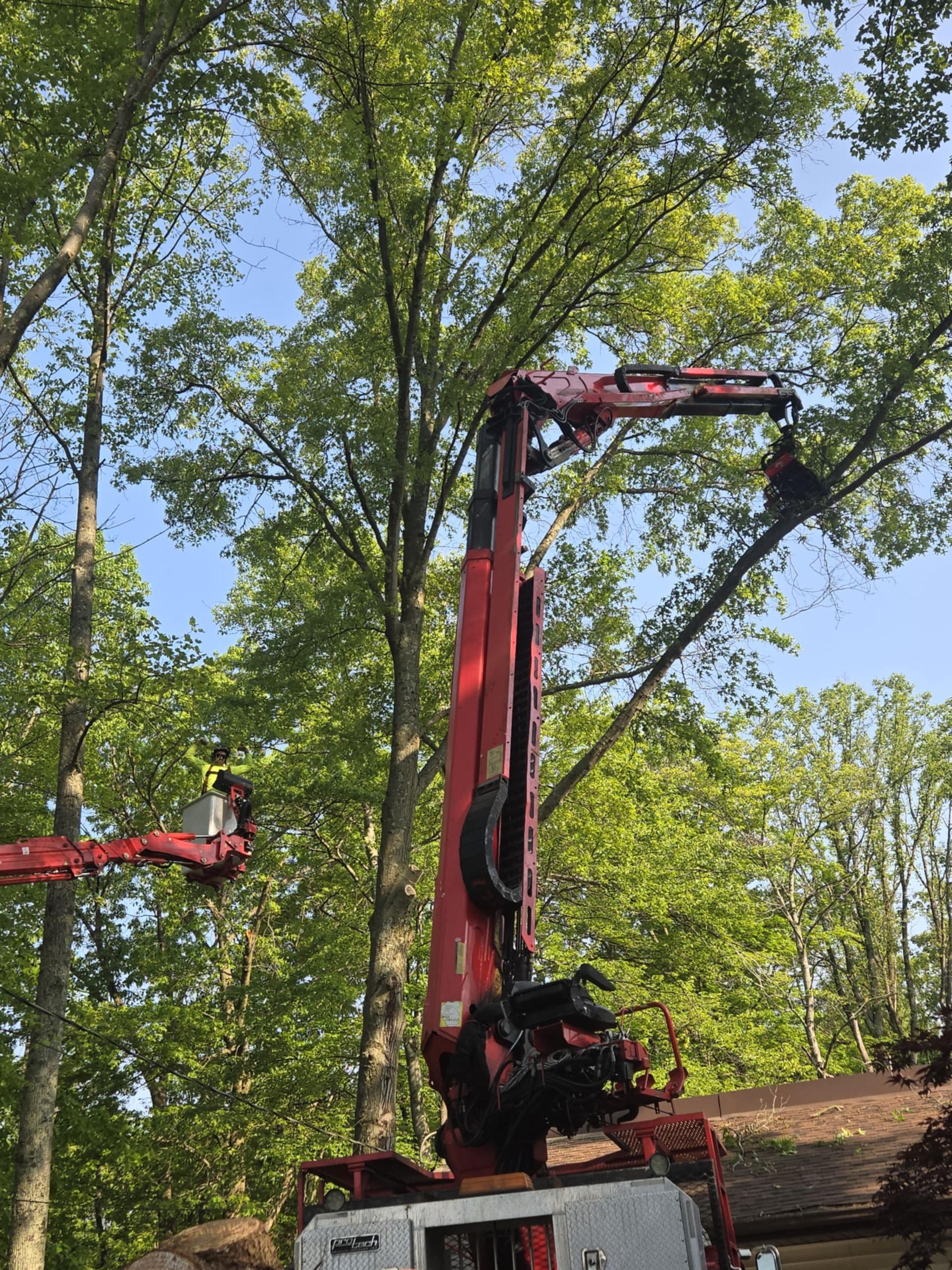 Red tree-trimming crane removing branches from a tall tree, sunny day.