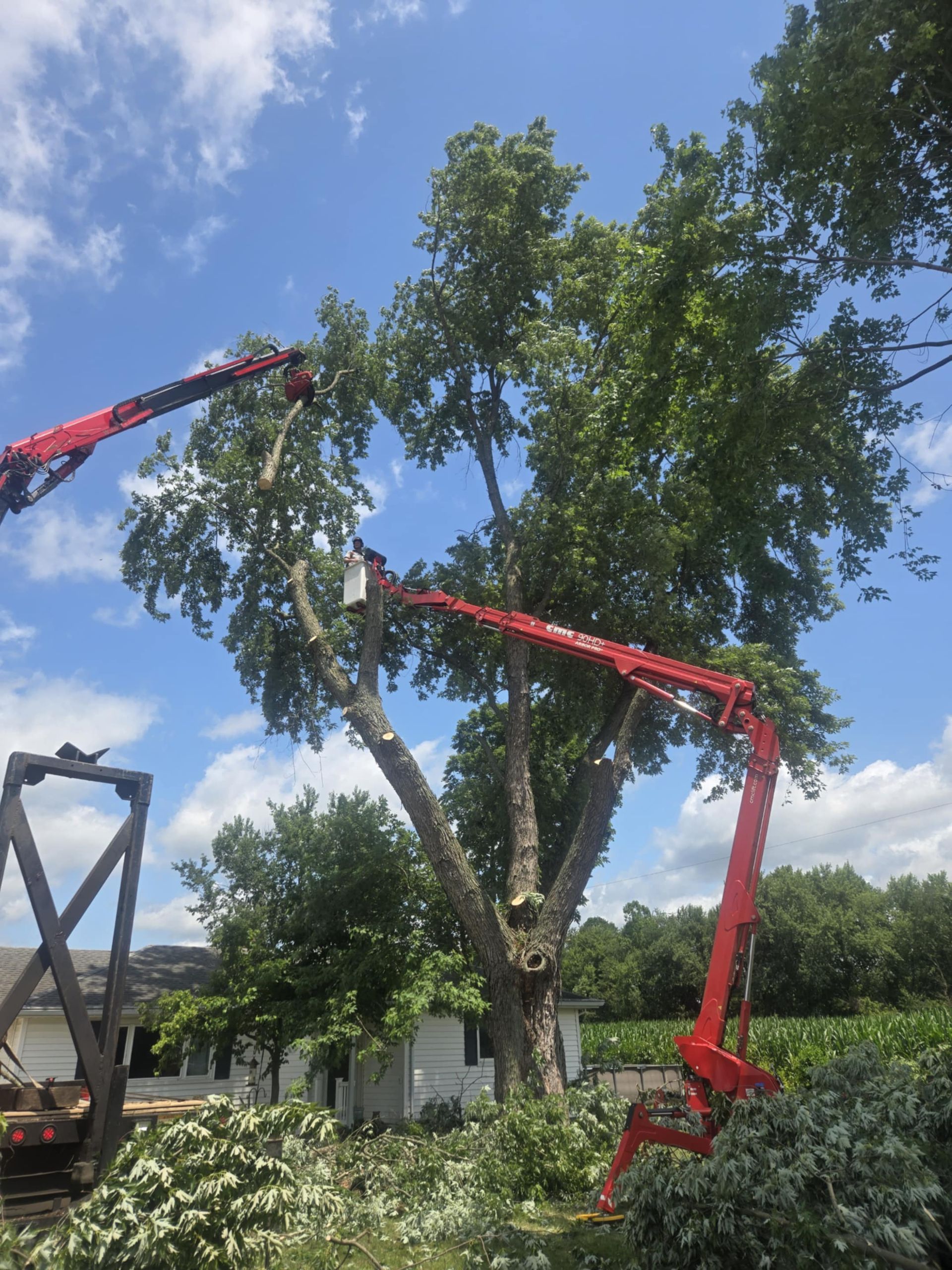 Tree being trimmed with two red boom lifts under a blue sky.