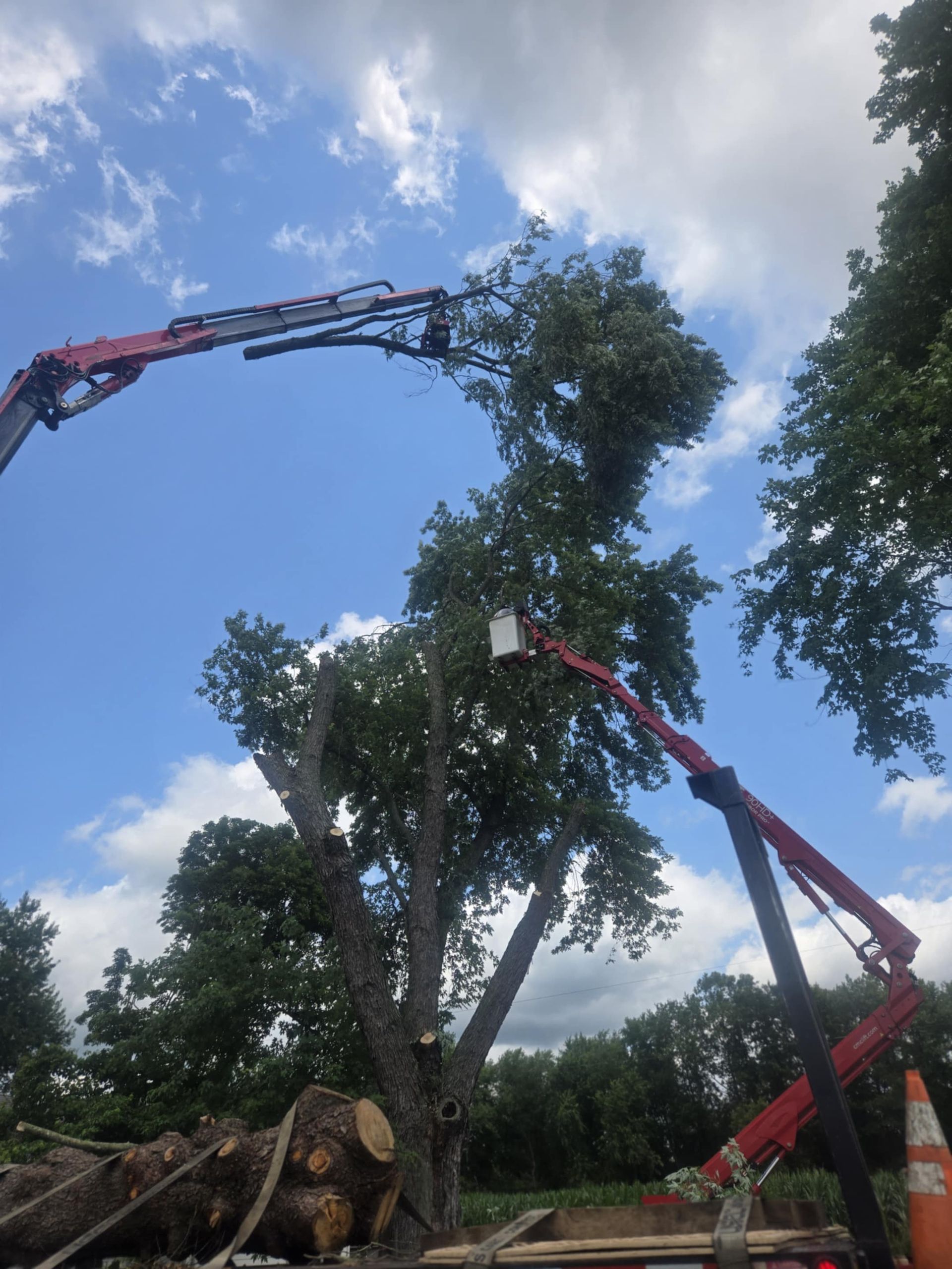 Two red cranes trimming a tall tree against a blue sky with clouds.  Fallen logs are at the base.