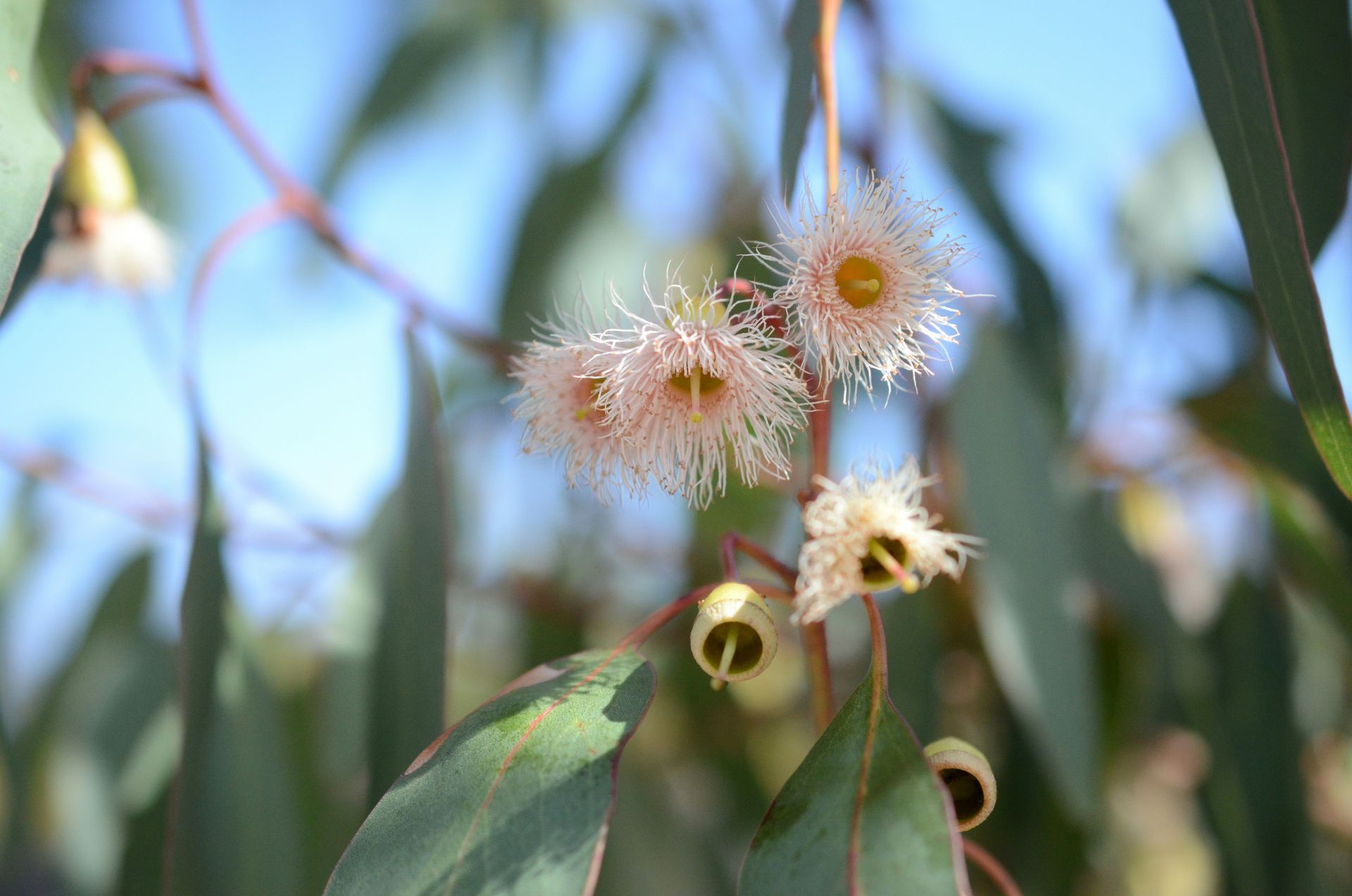 White fluffy eucalyptus flowers on a branch with green leaves, against a blurred blue sky.