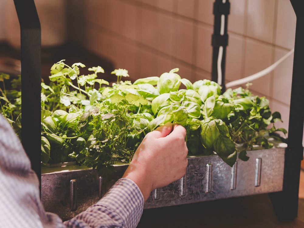A person is picking basil from a planter.