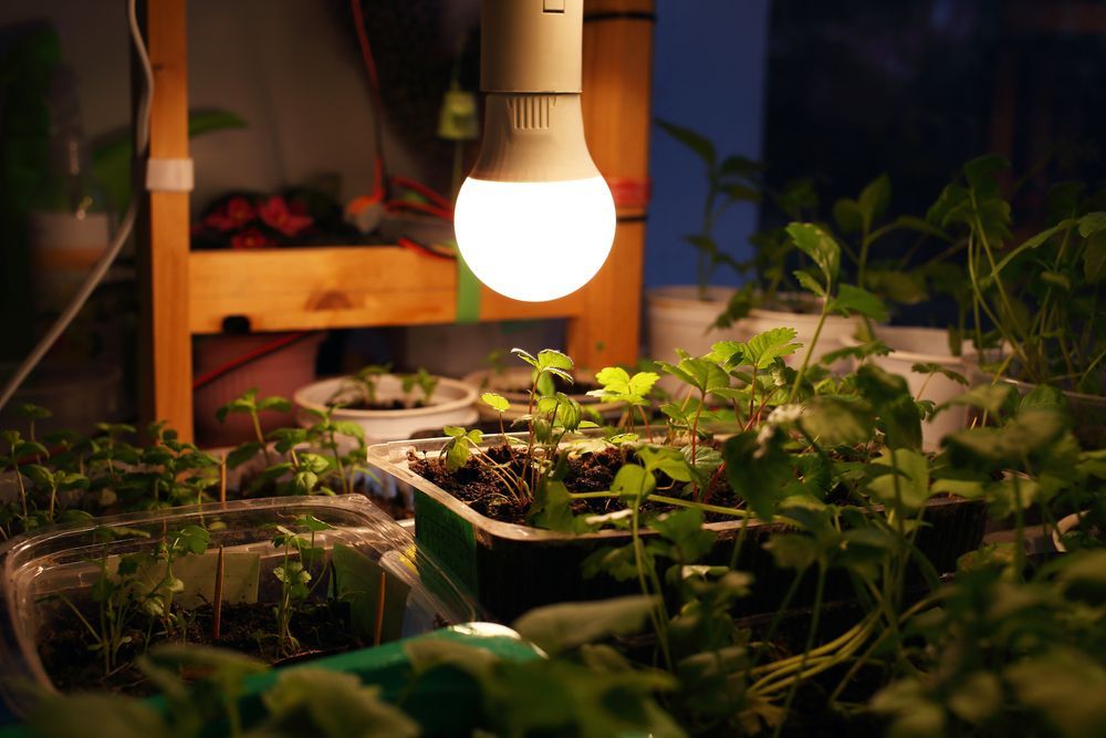 A light bulb is hanging over a row of potted plants.
