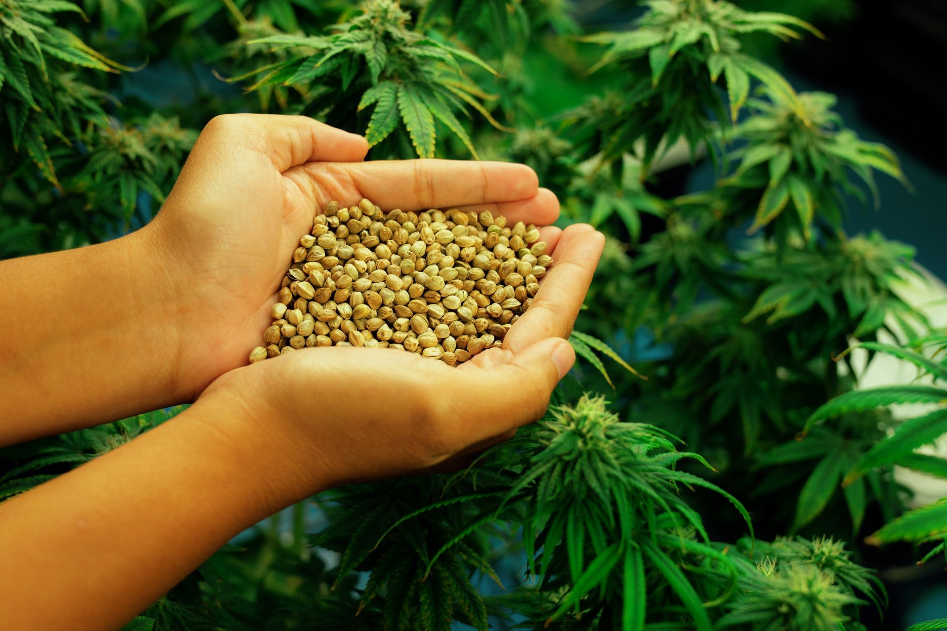 a pair of hands holding seeds